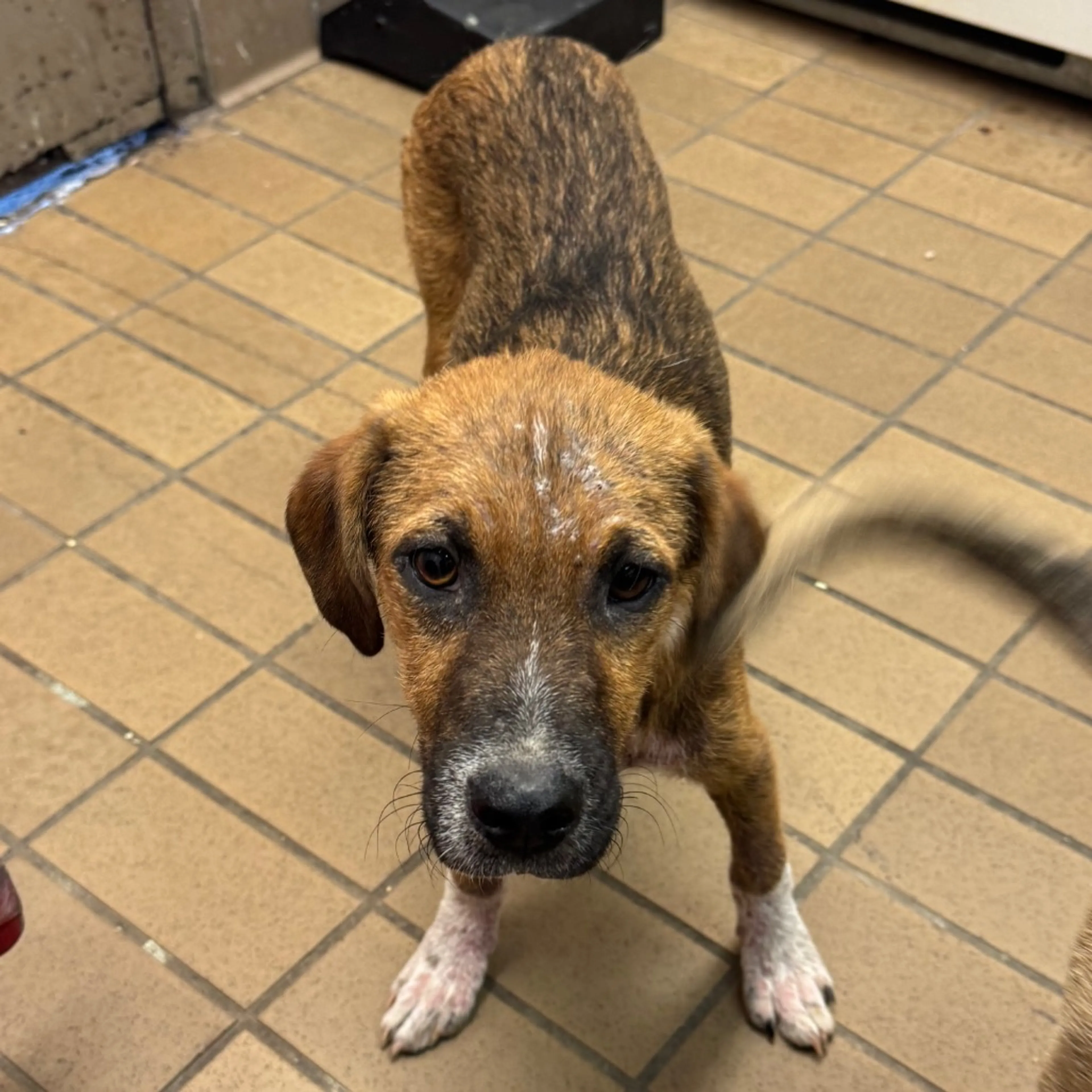 Found pet