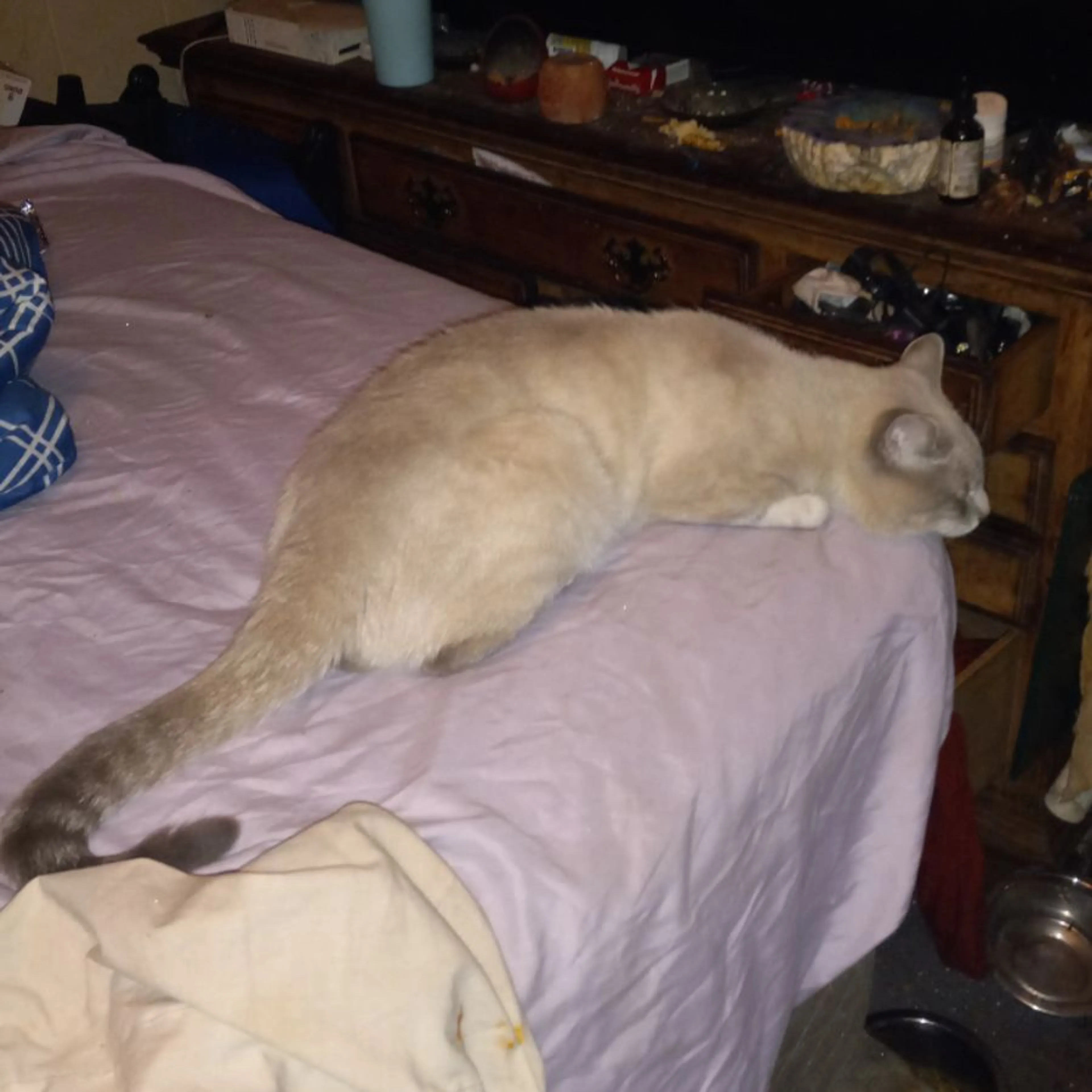 Lost pet