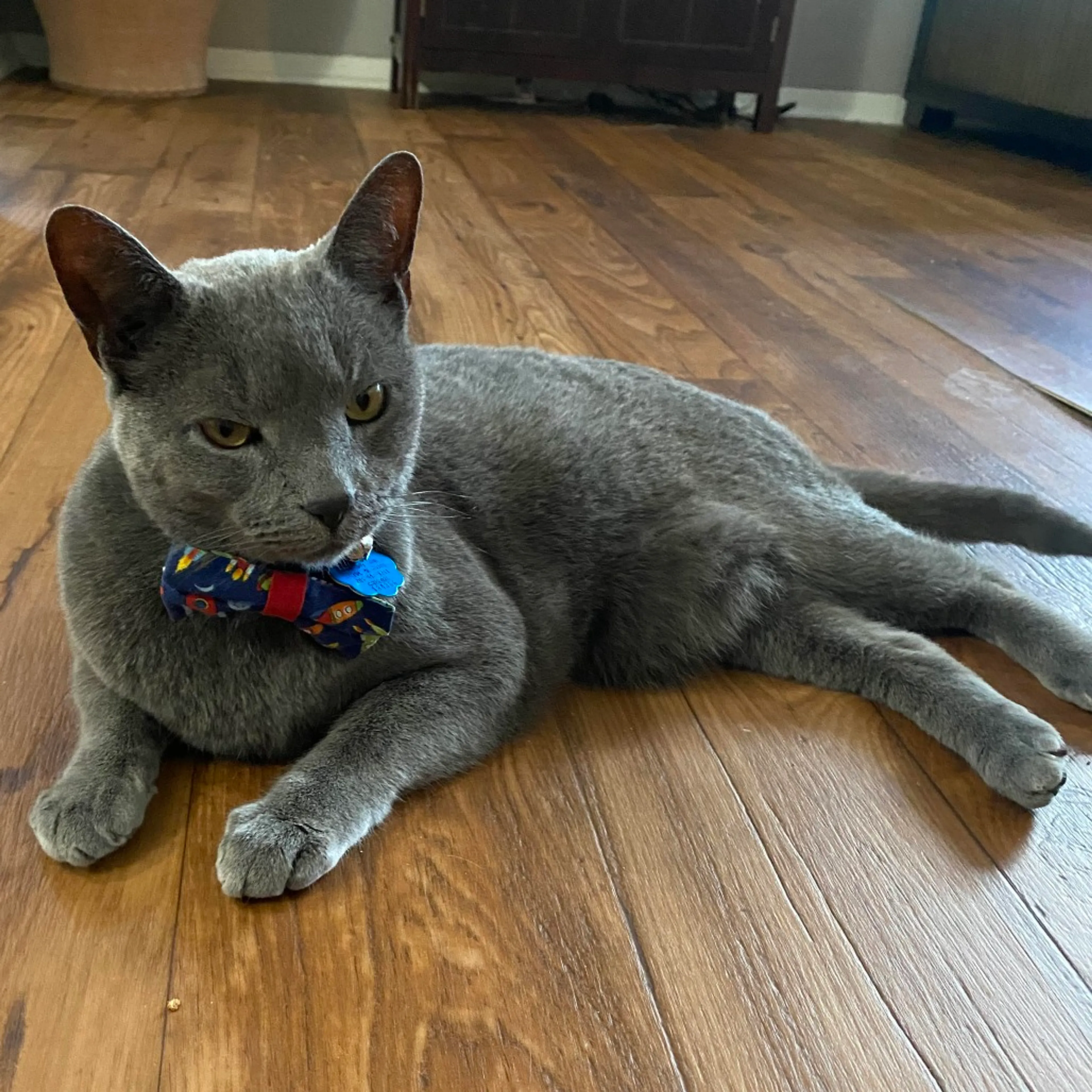 Found pet-0