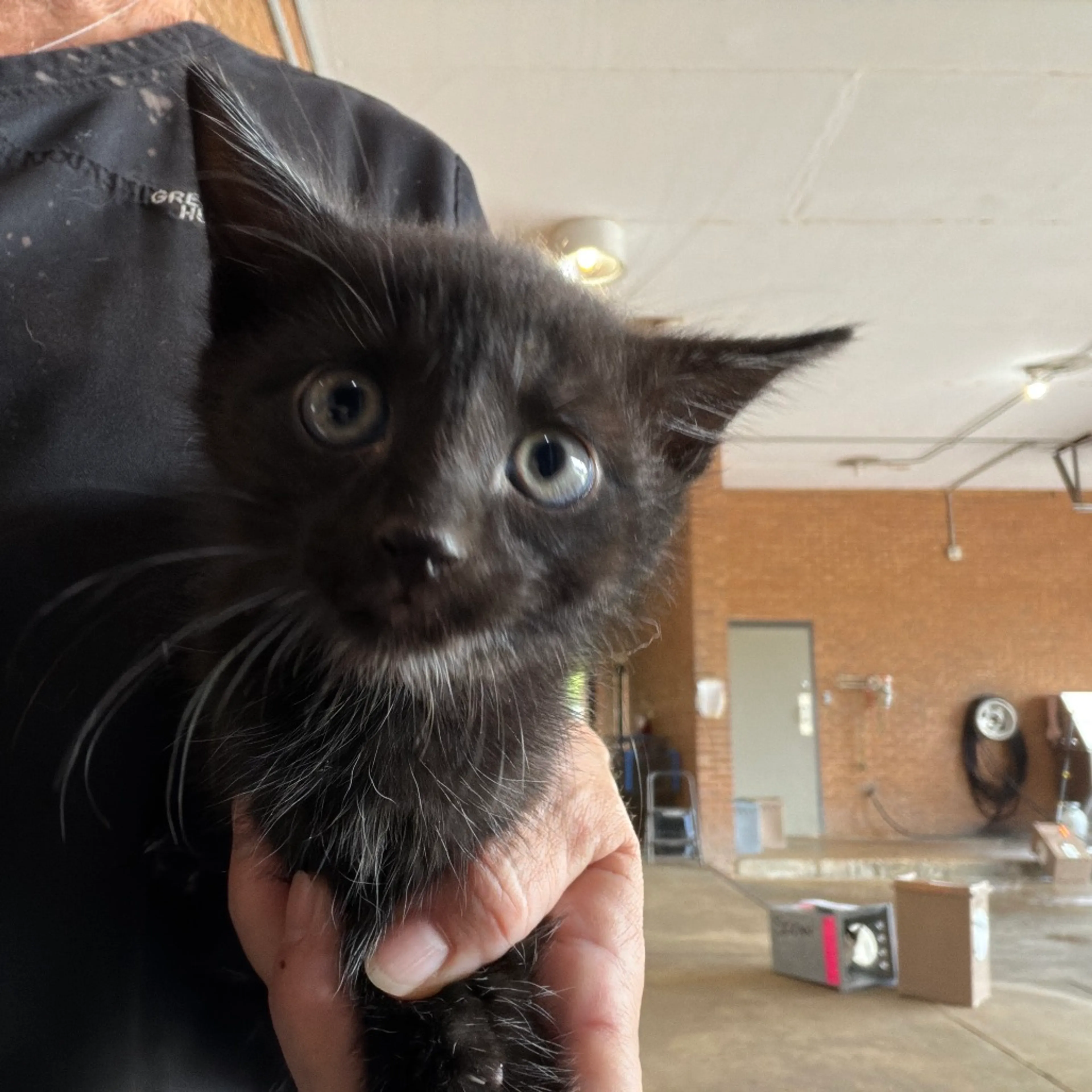 Found pet