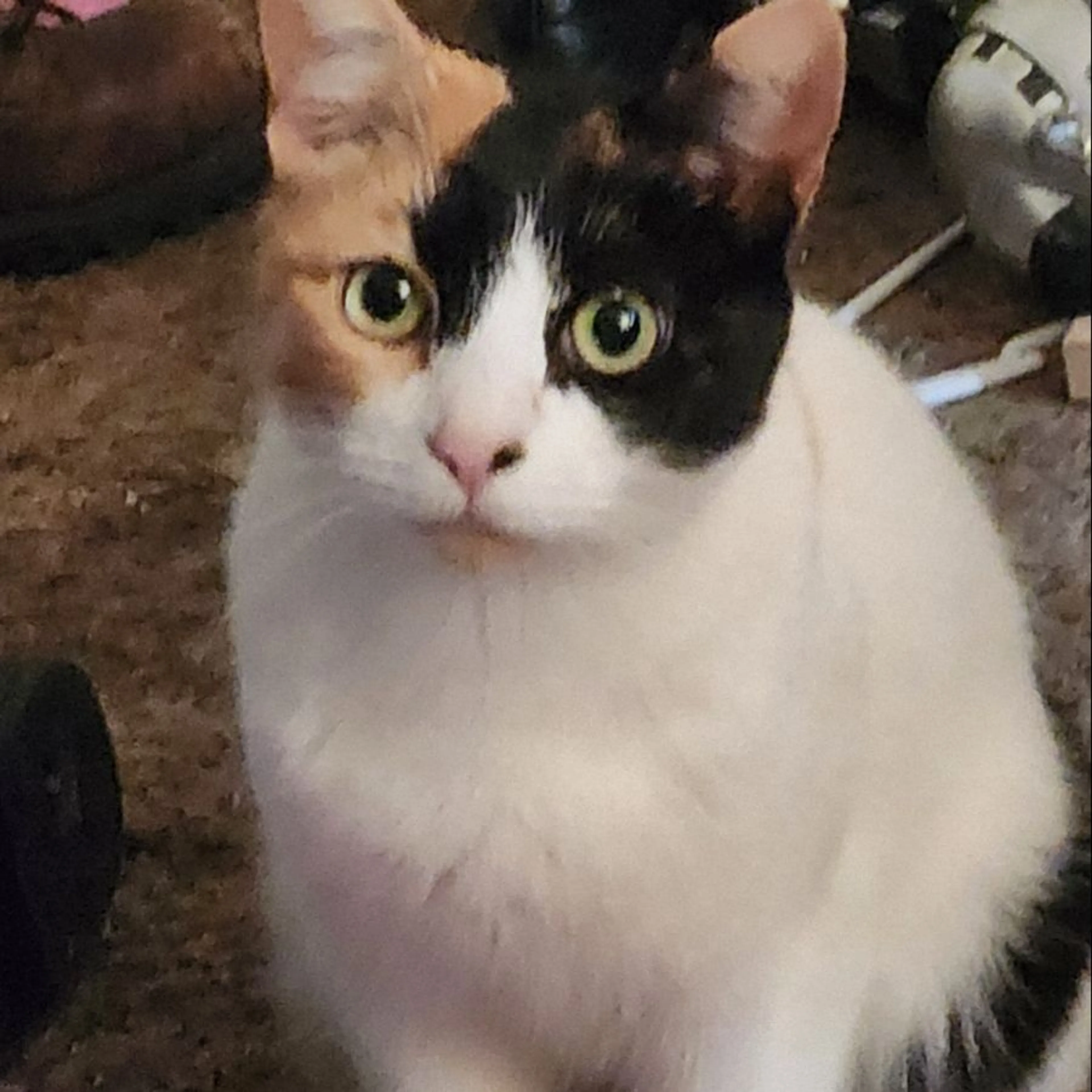 Lost pet