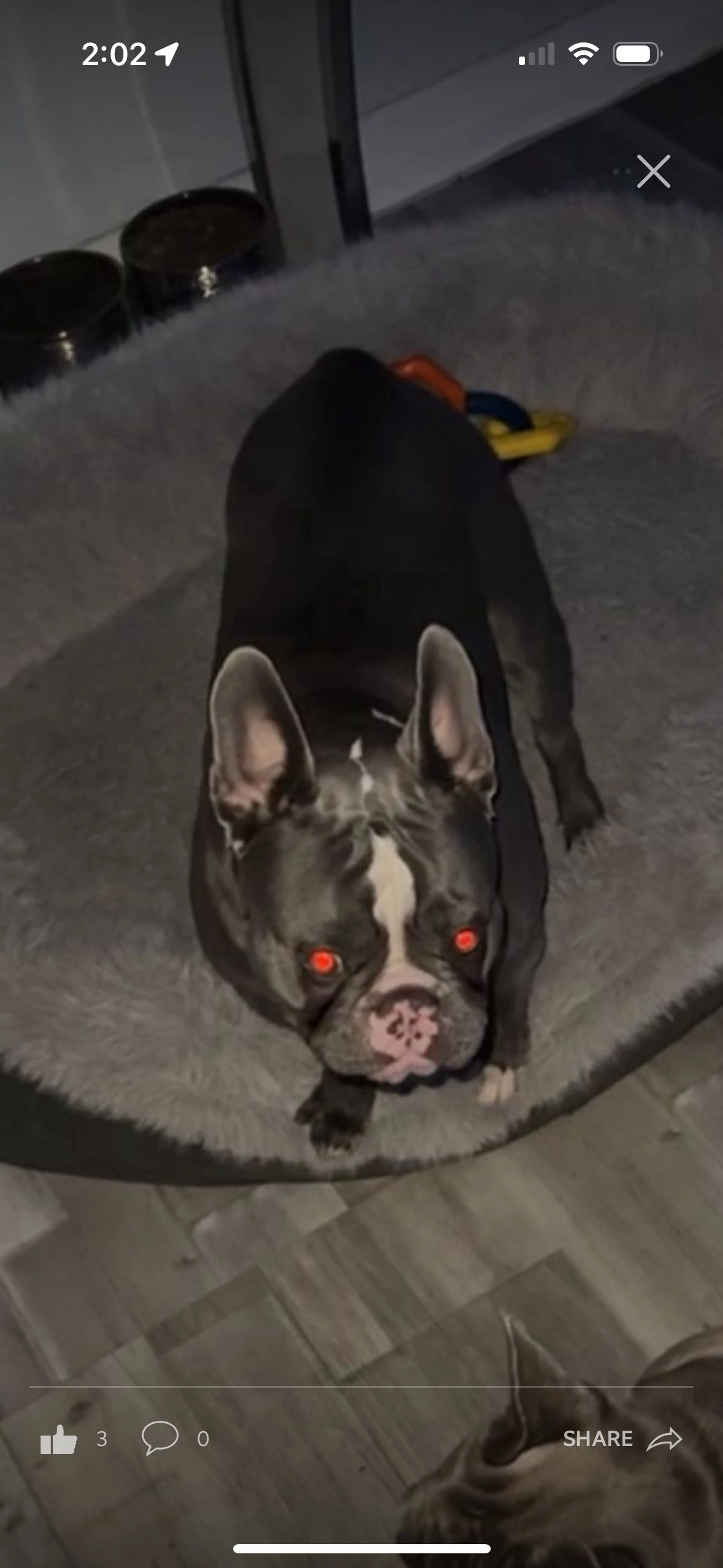 Lost pet-1