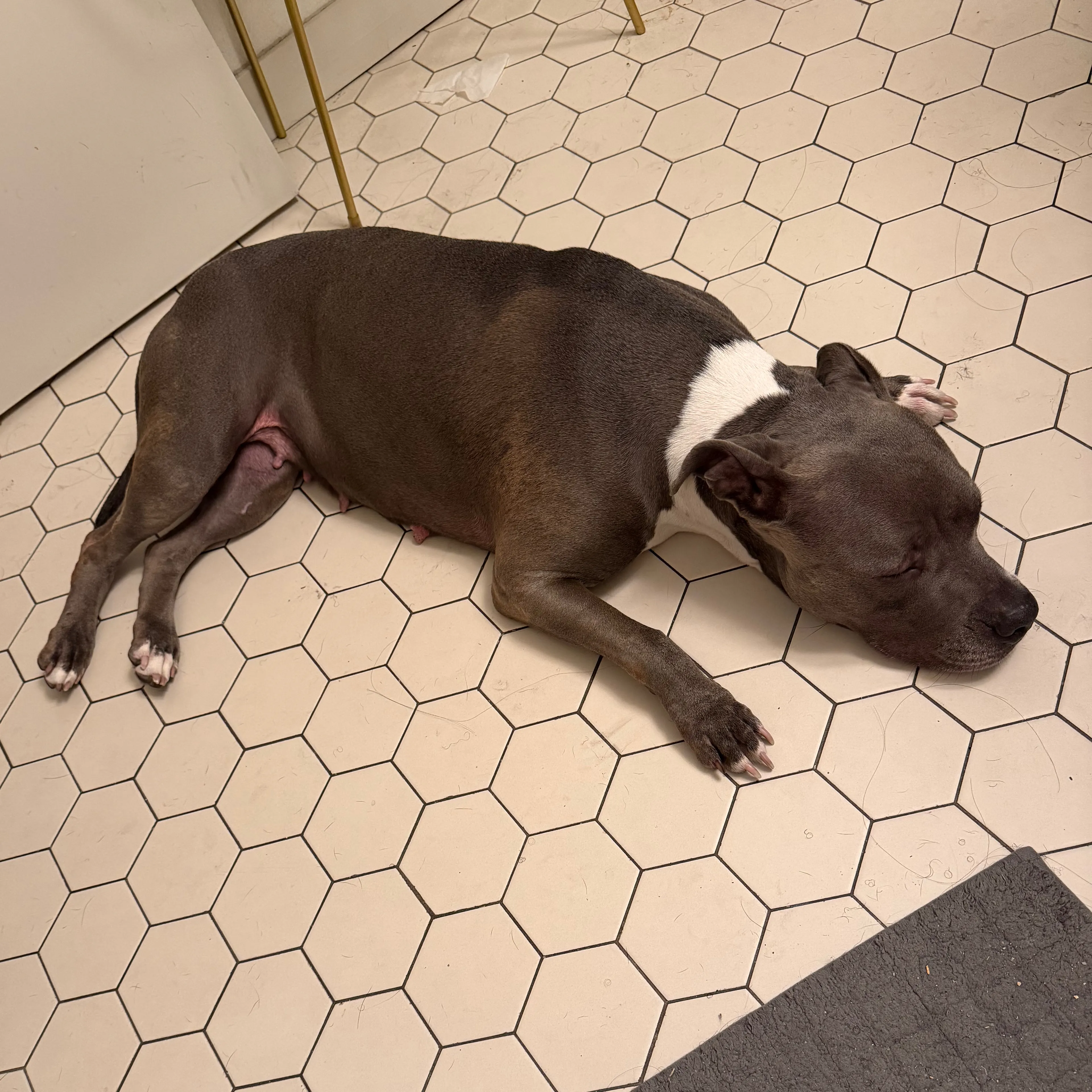 Found pet-2