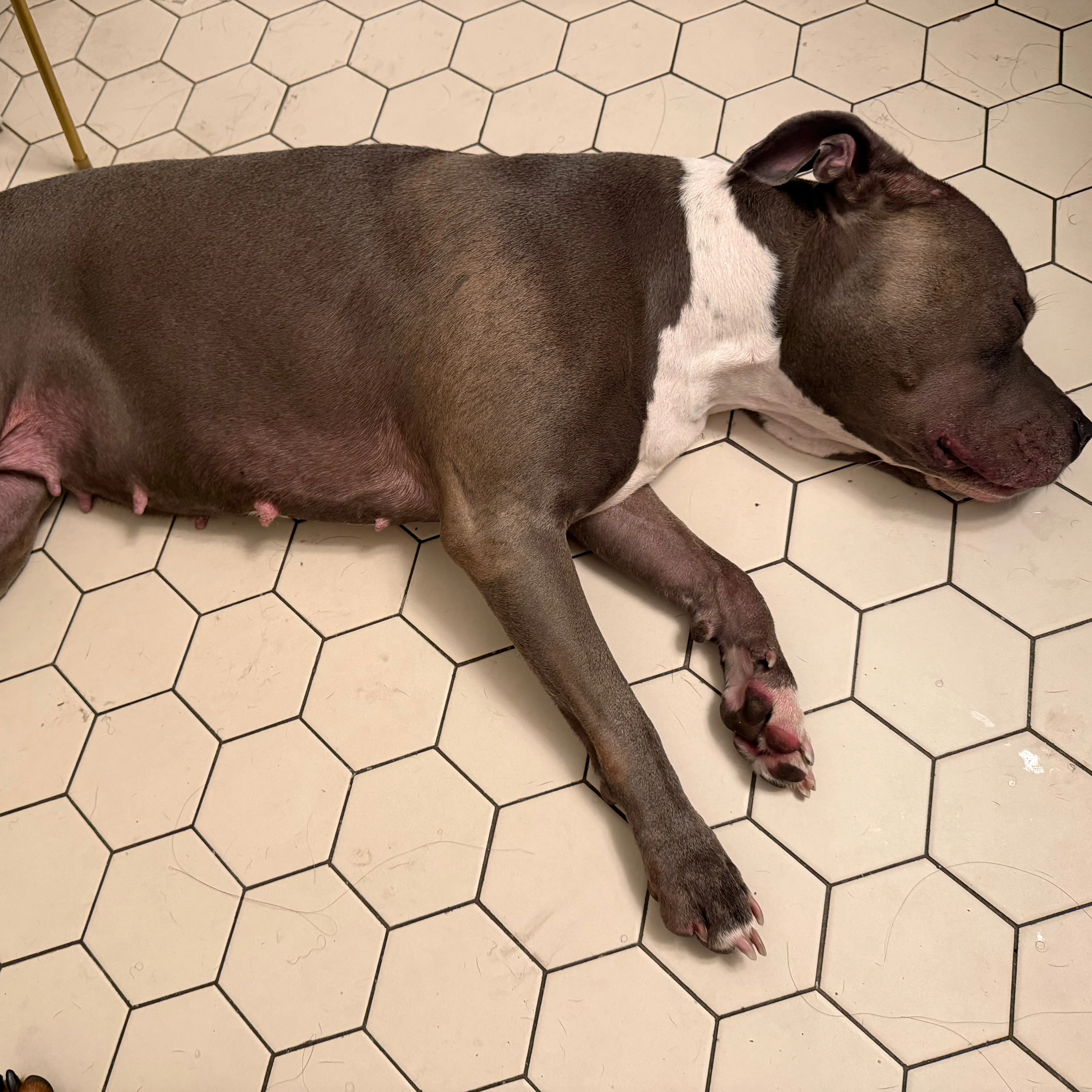 Found pet-1
