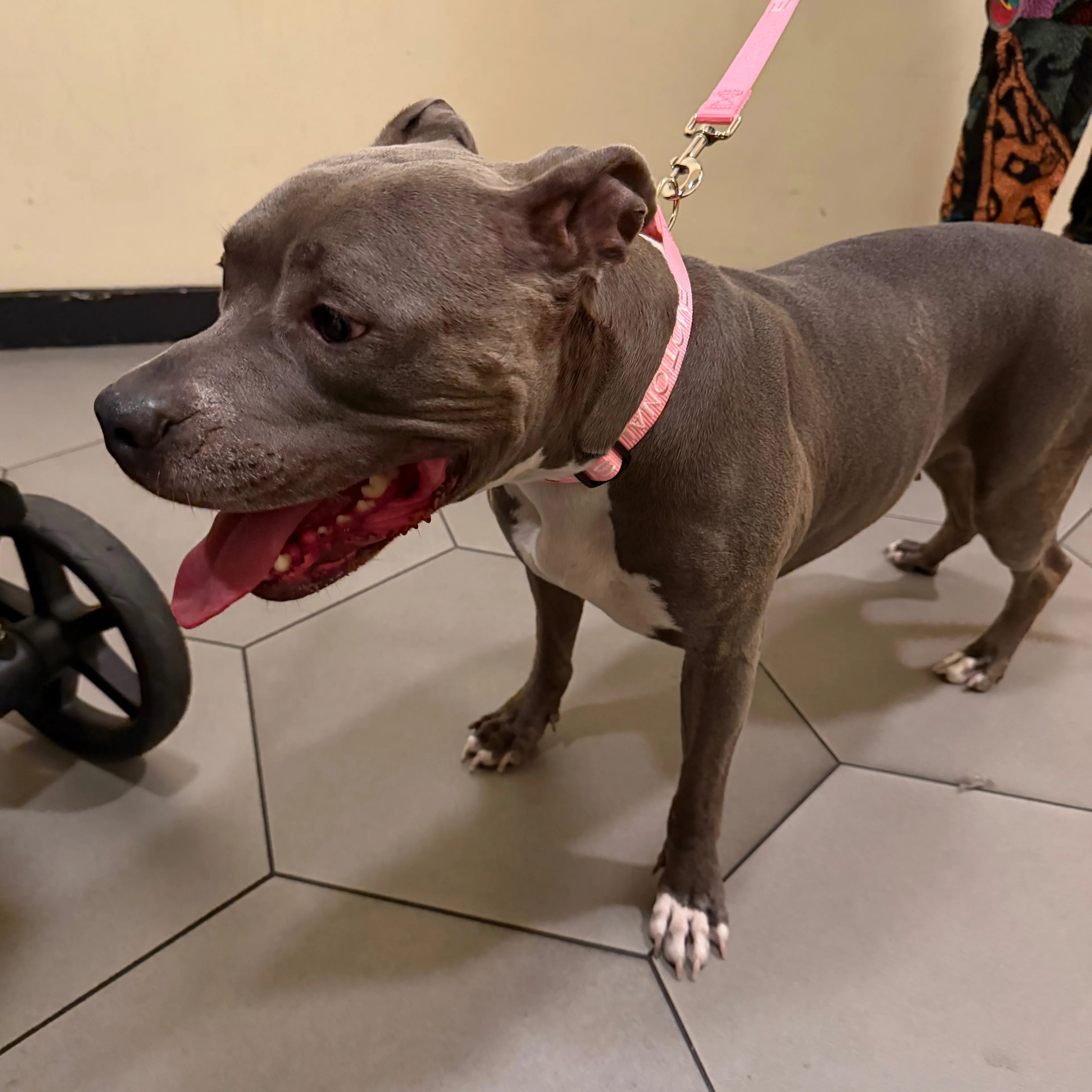 Found pet-3