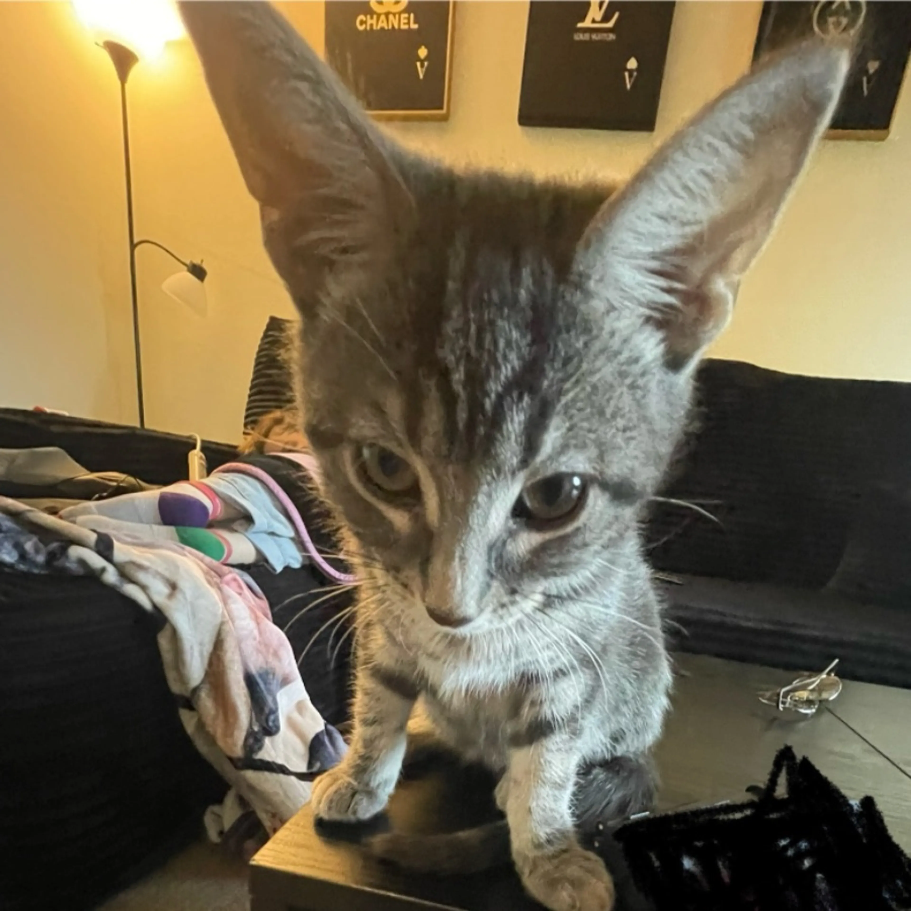 Lost pet