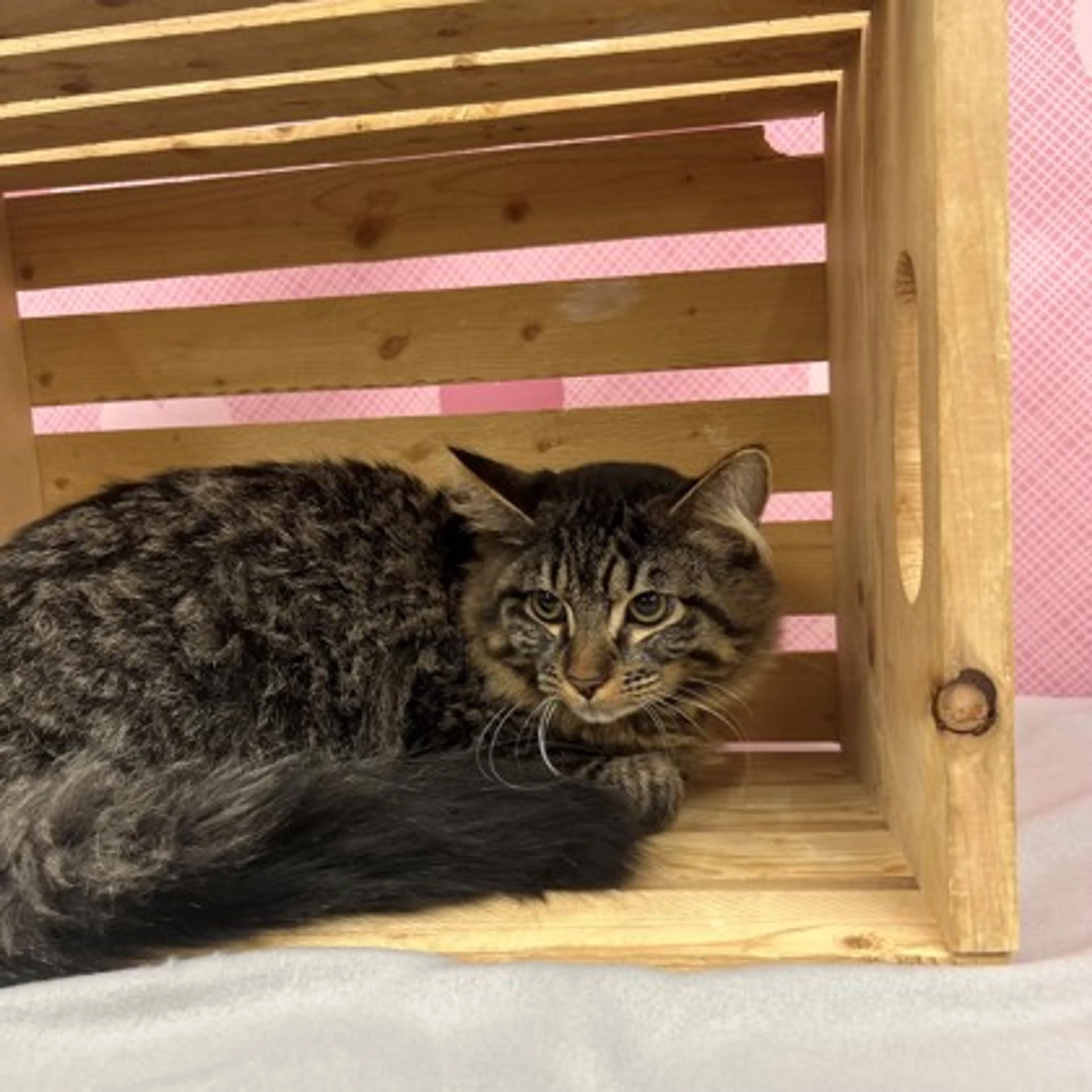 Found pet