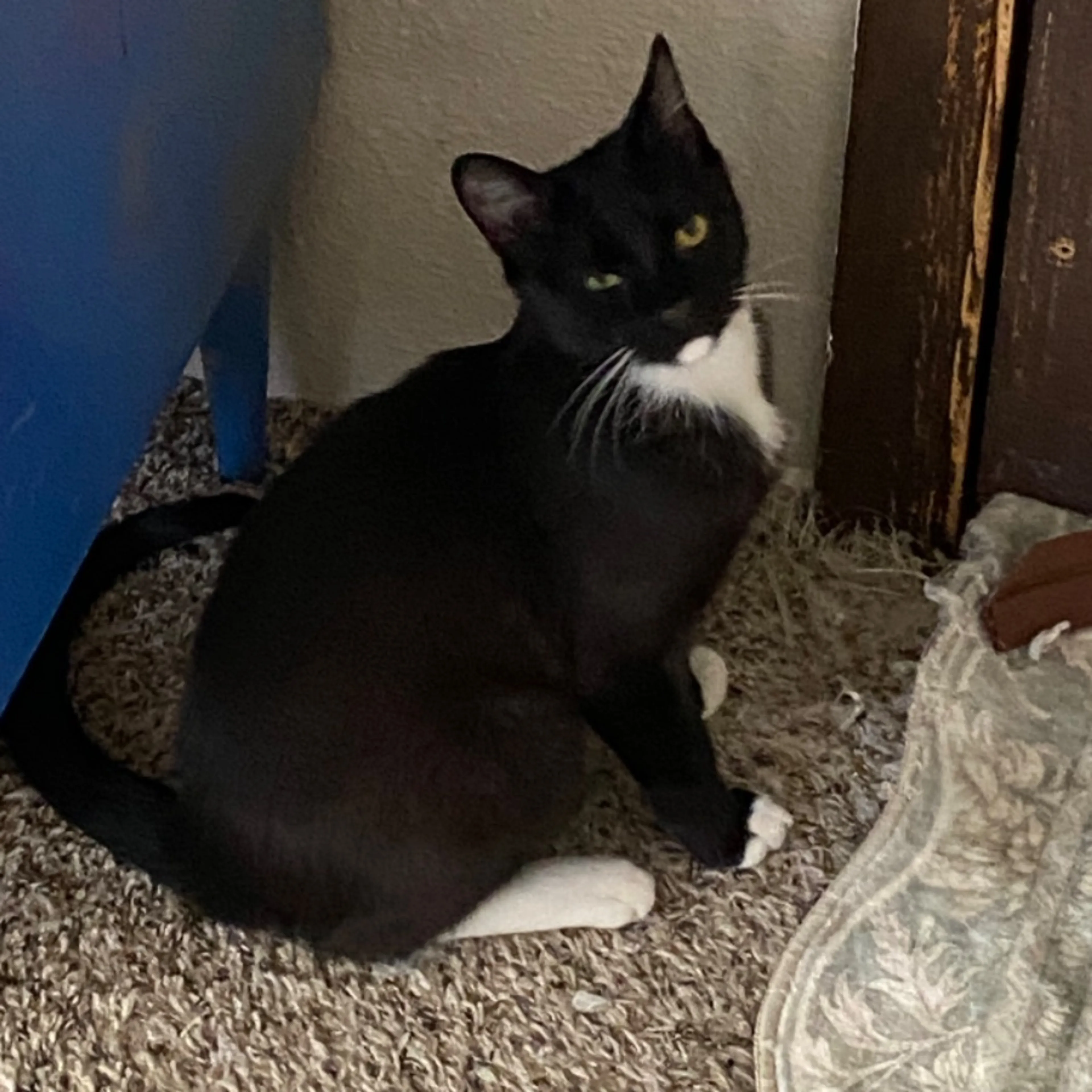 Lost pet-0