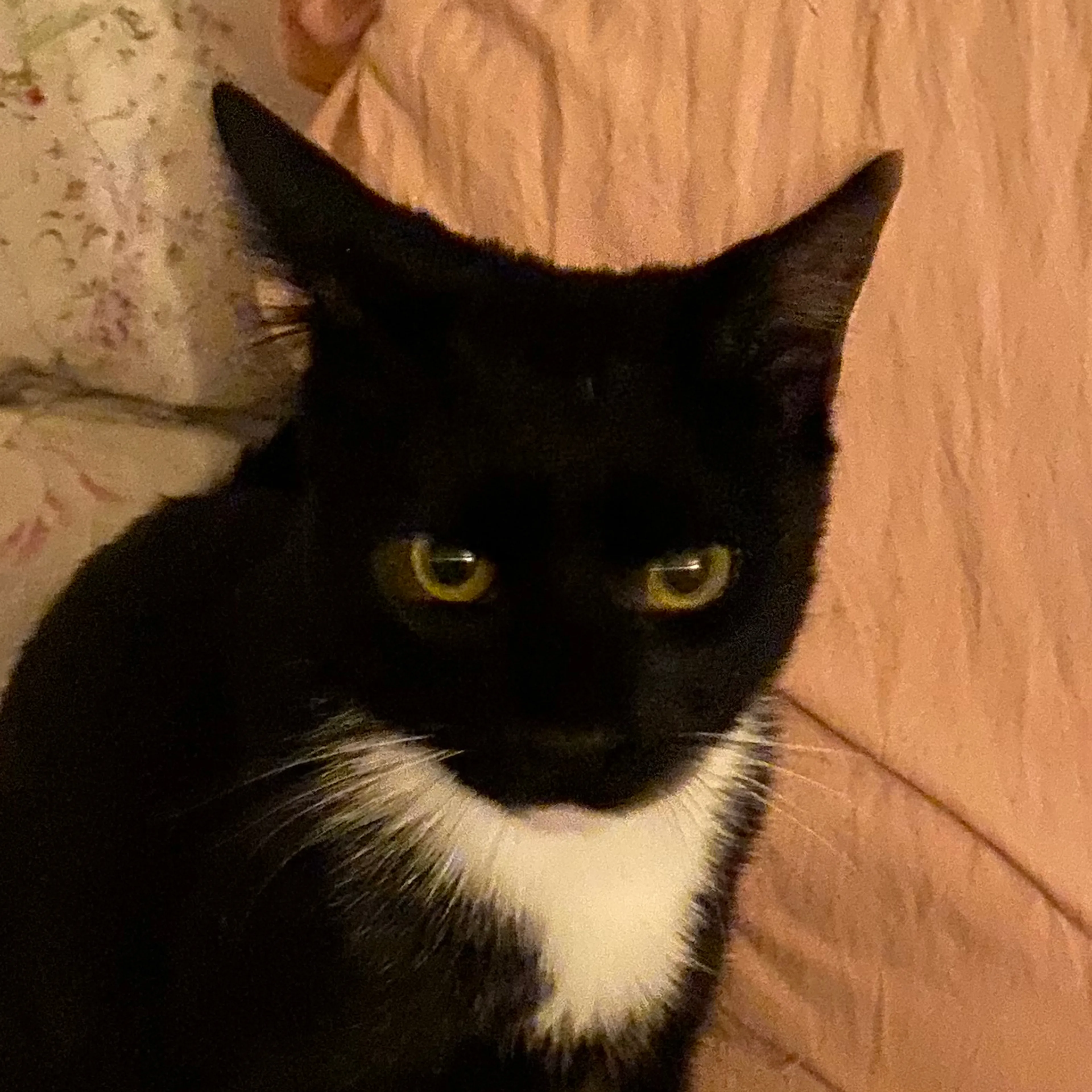 Lost pet-1