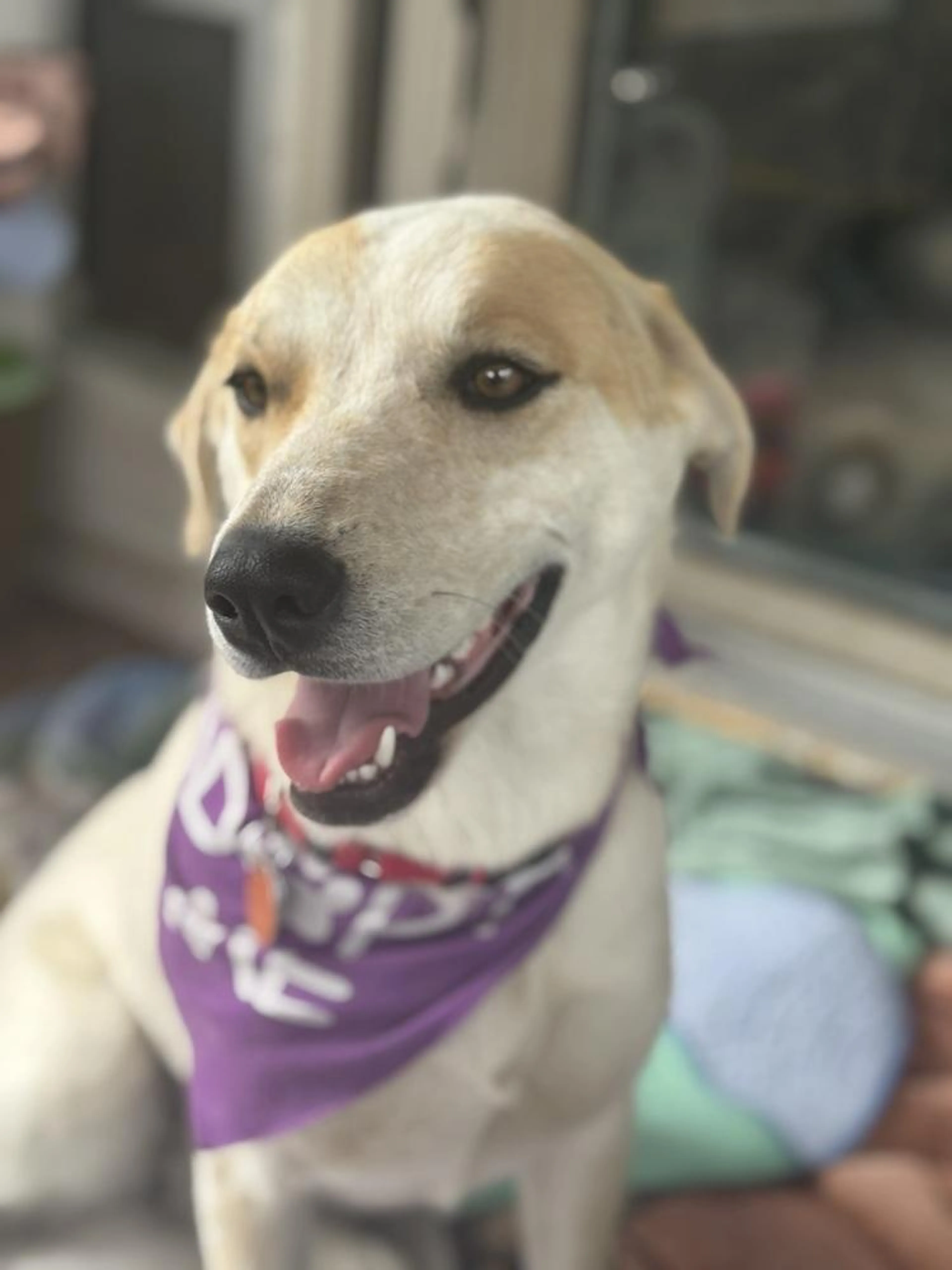 Found pet-2