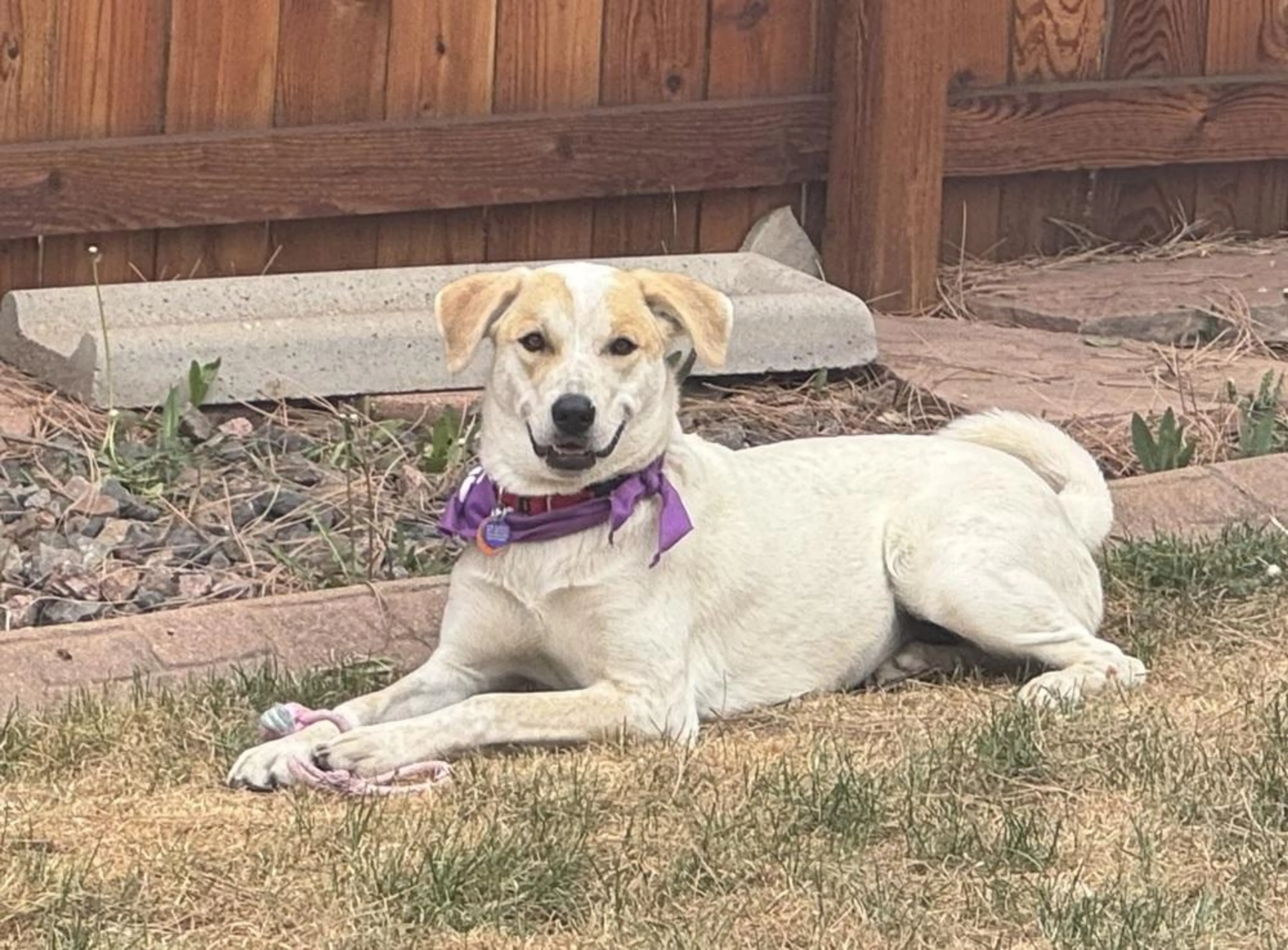 Found pet-3