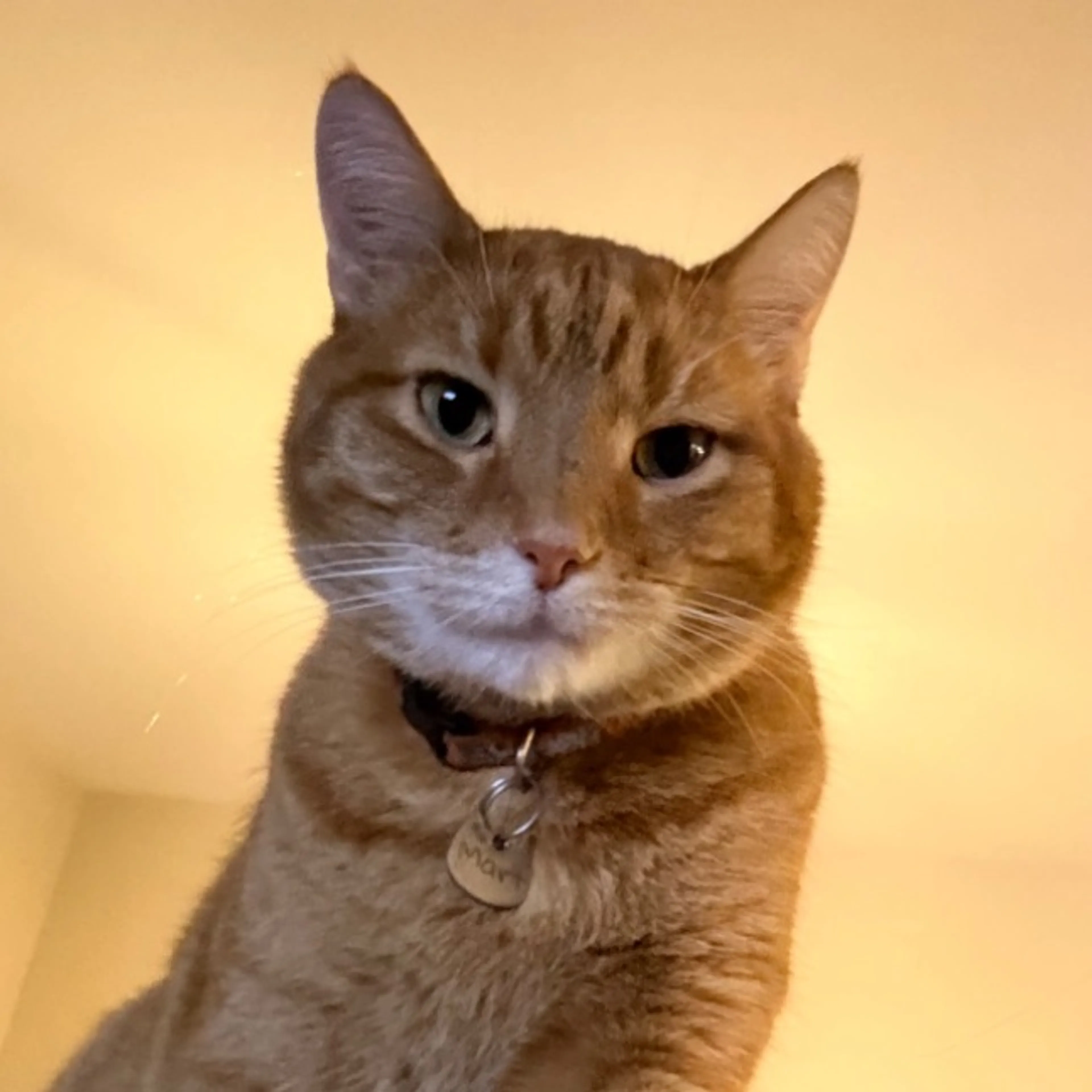 Lost pet-0