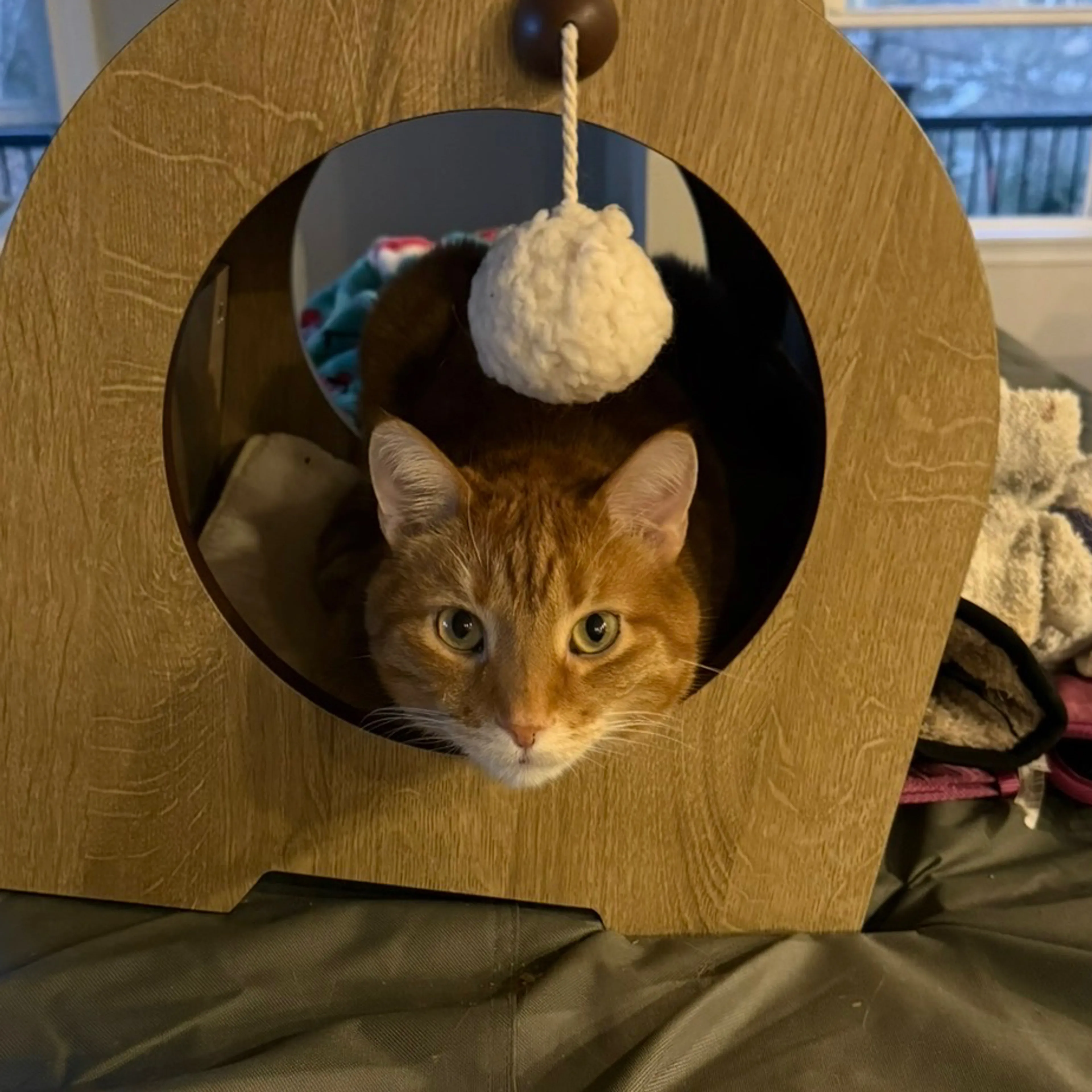 Lost pet-2