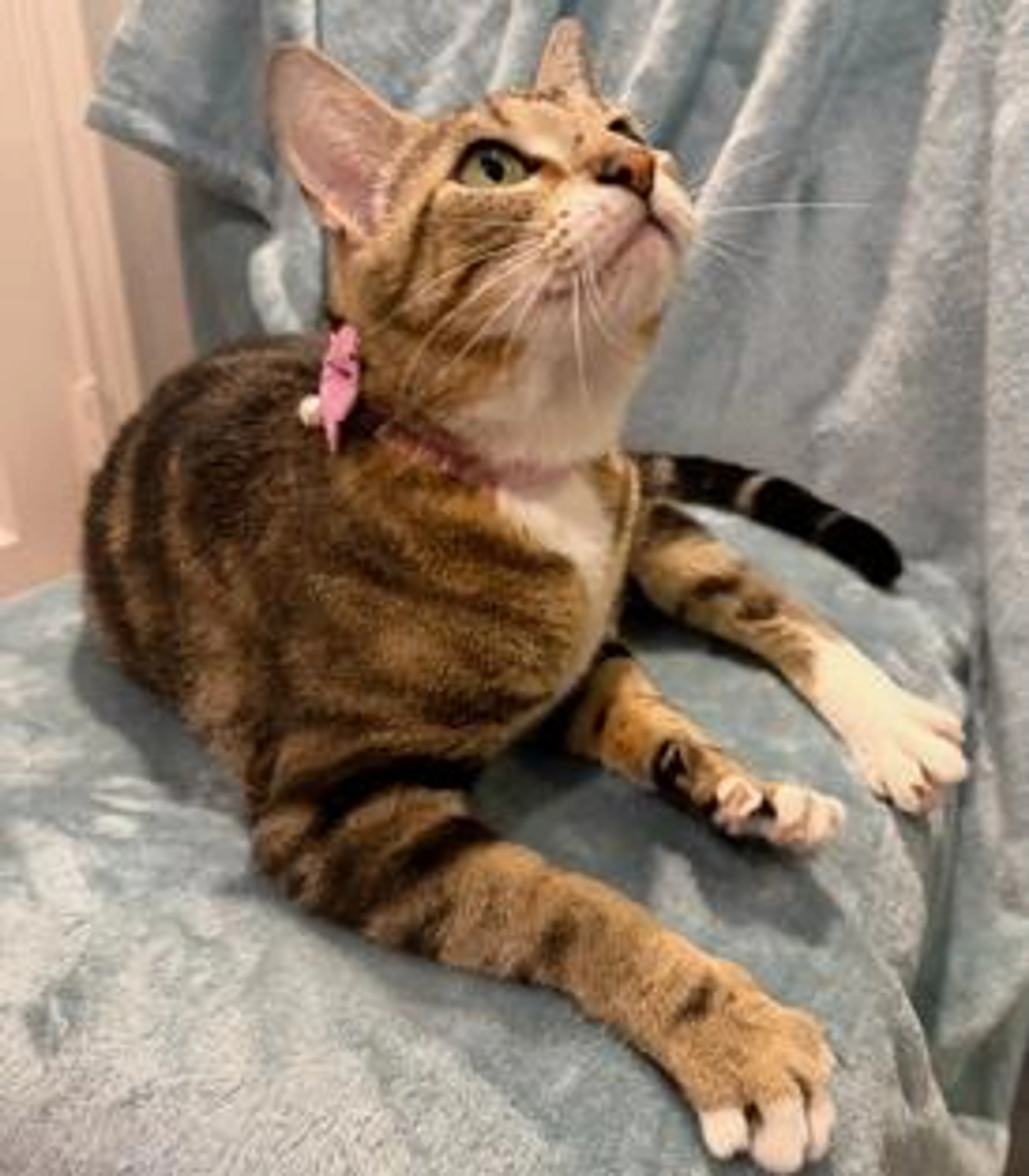 Found pet-2