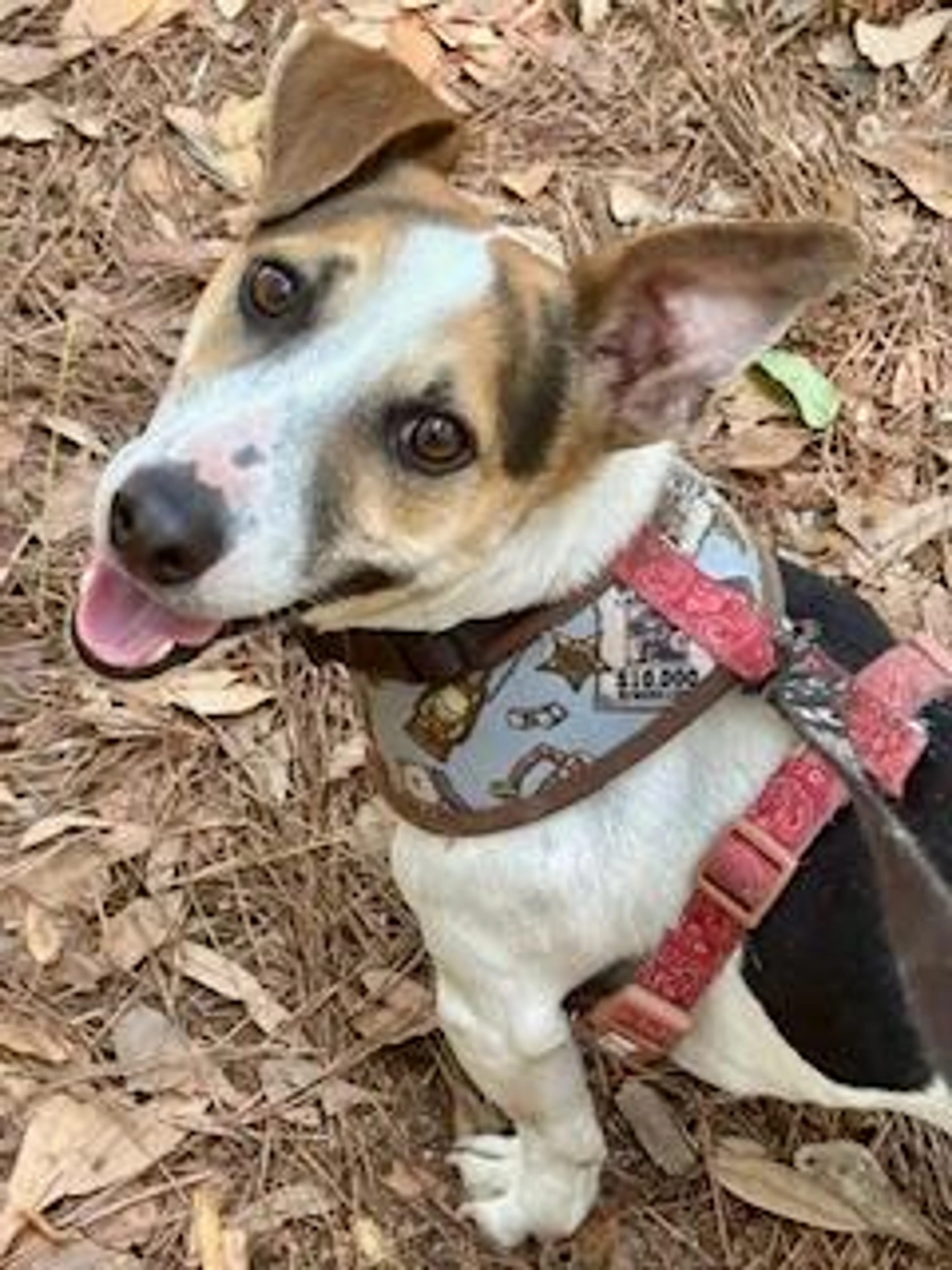 Found pet-2