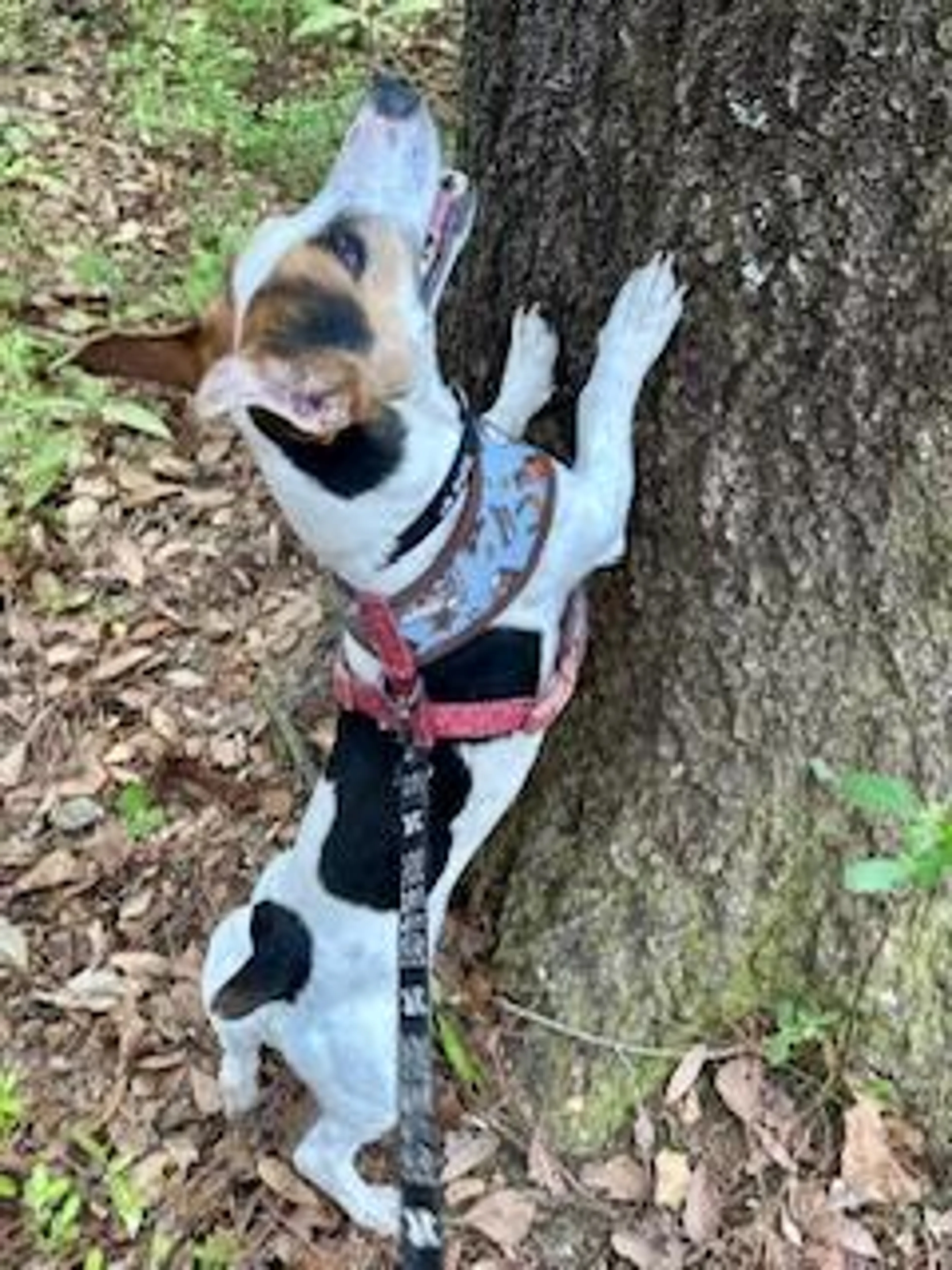 Found pet-0