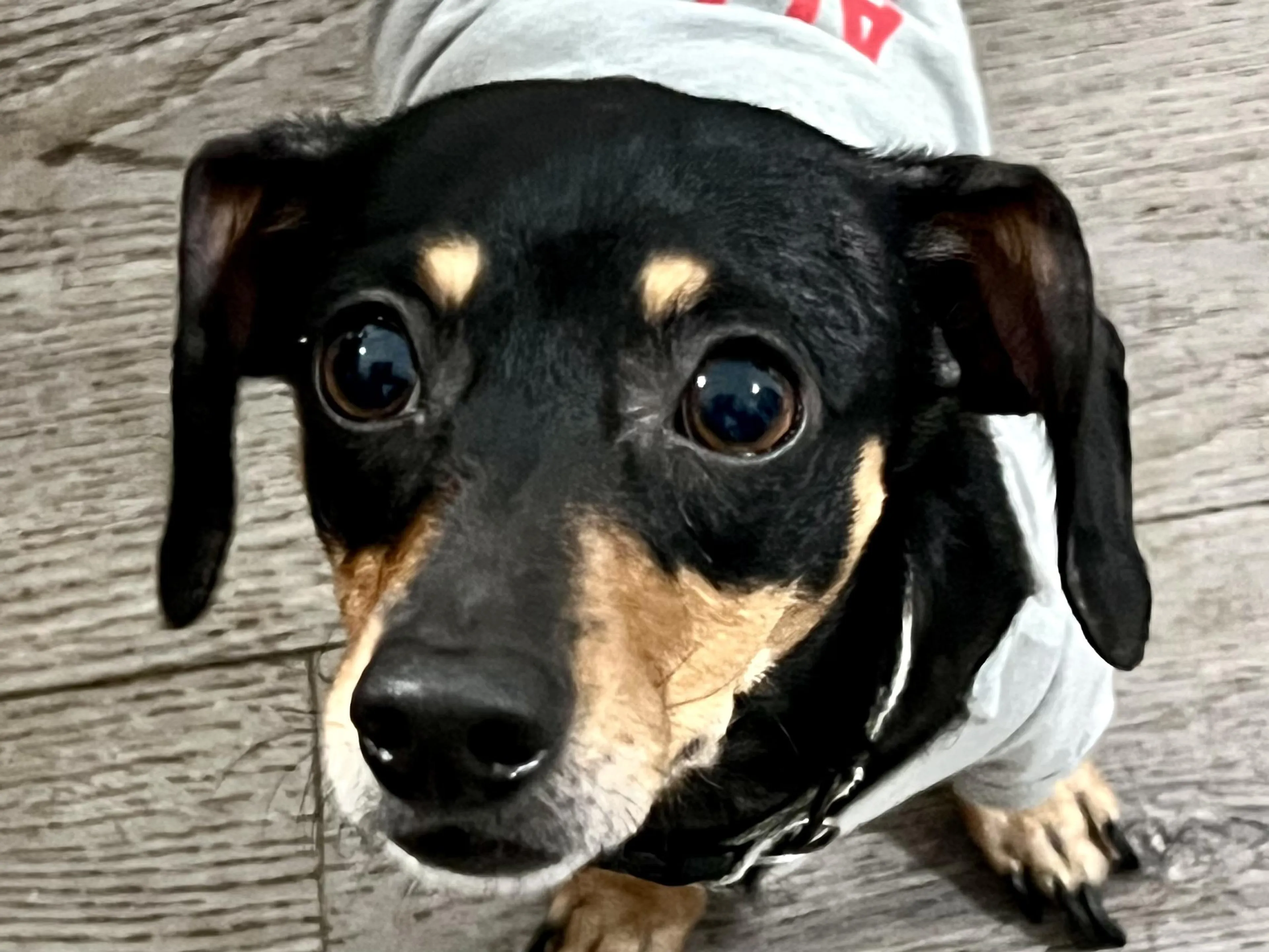 Found pet-1