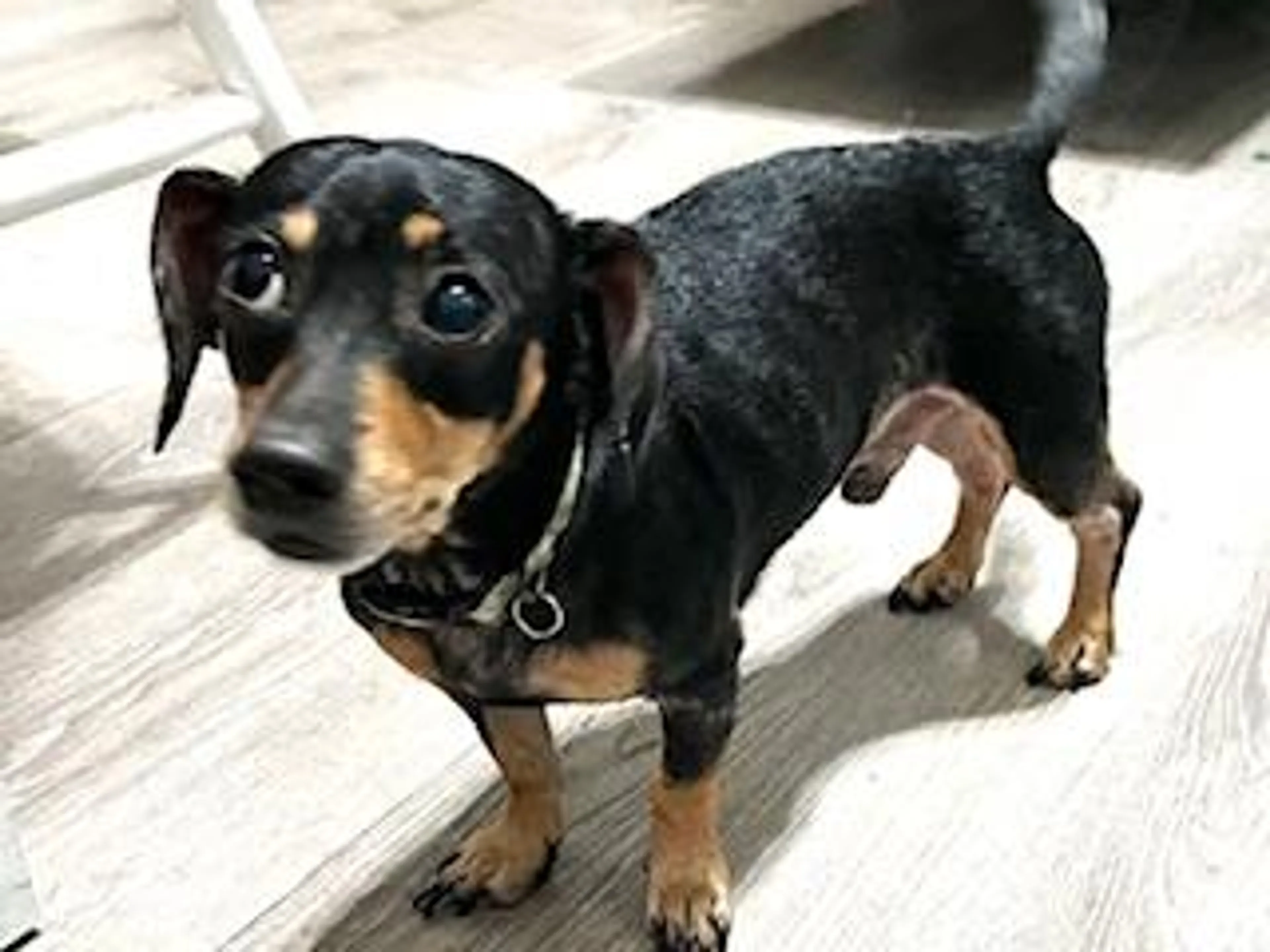 Found pet-3
