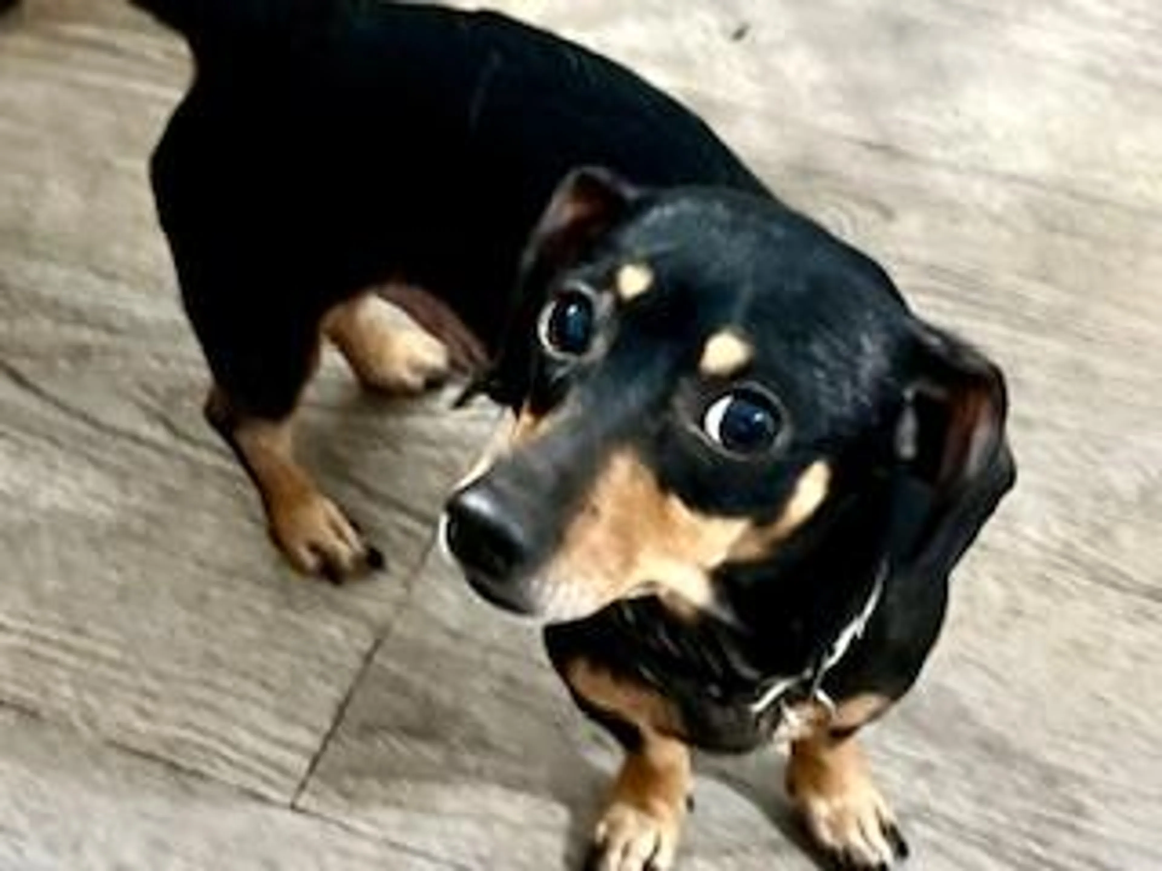 Found pet-2