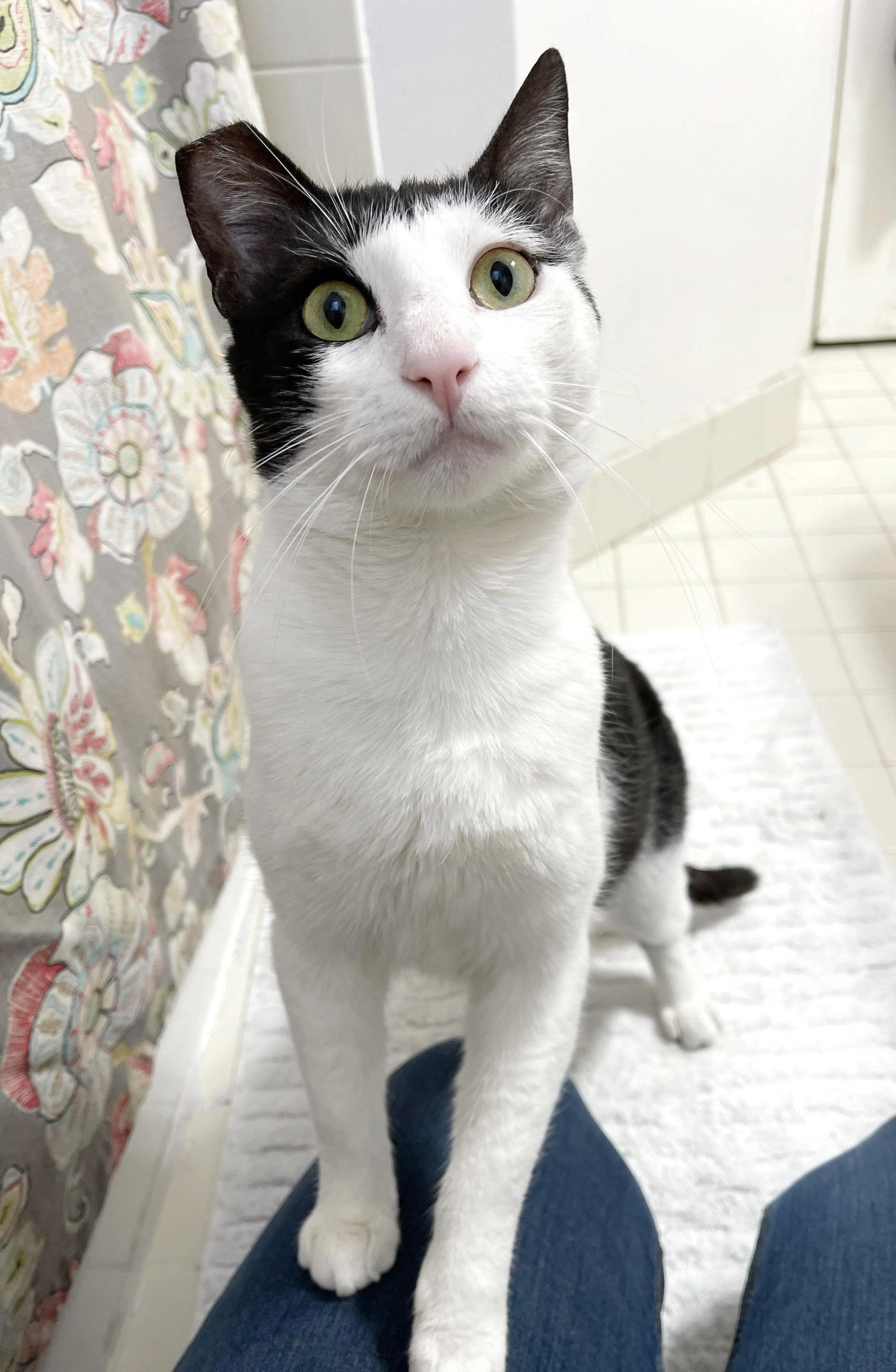 Found pet-2