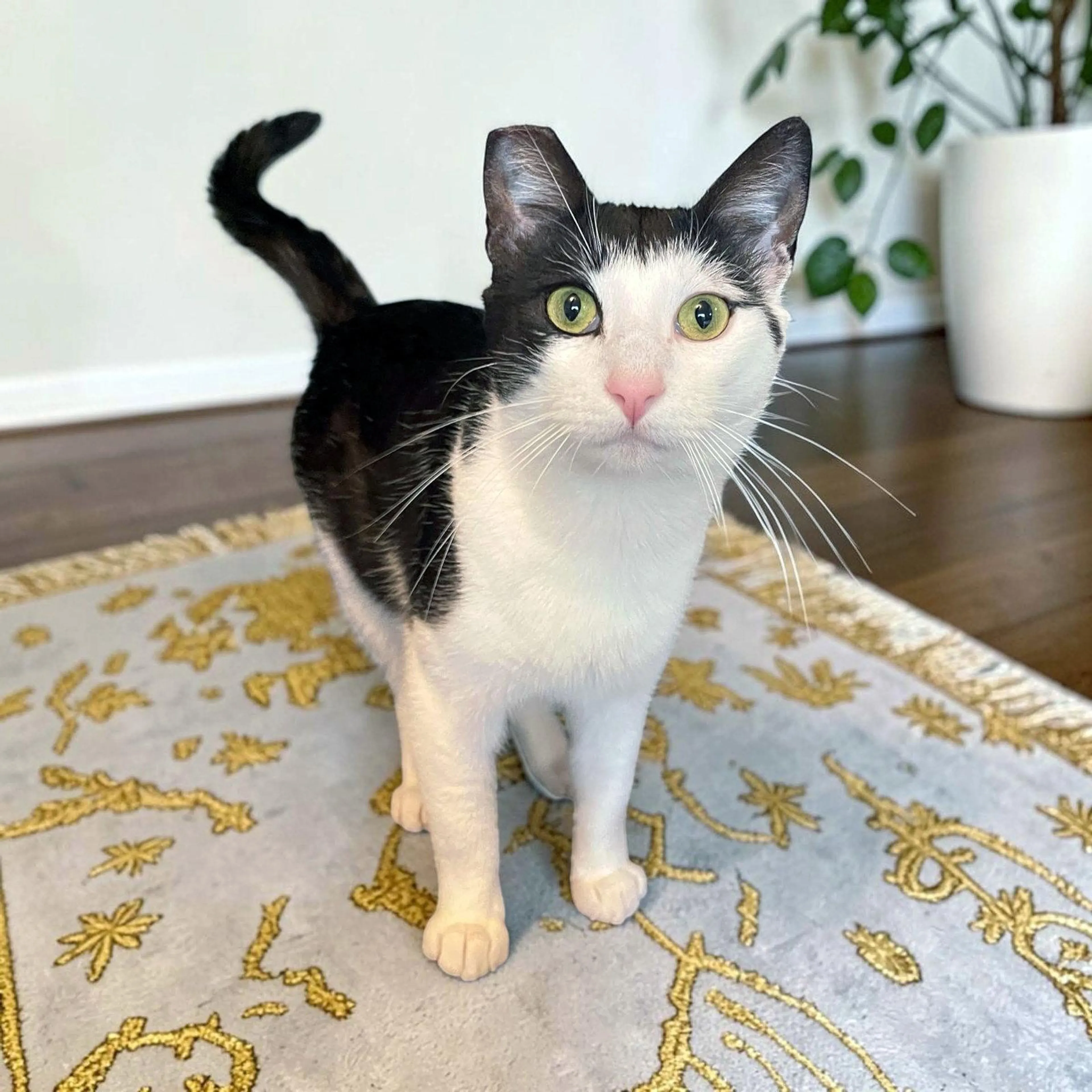 Found pet-1