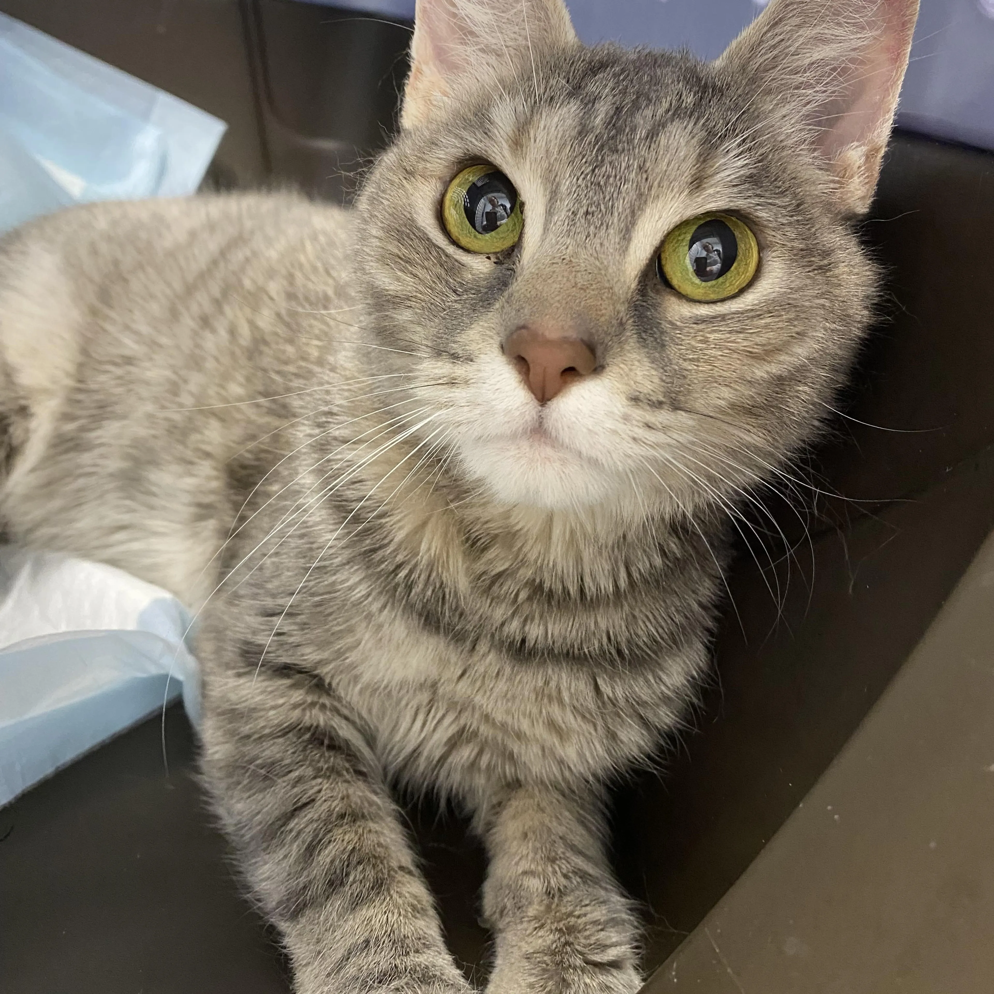 Found pet-4