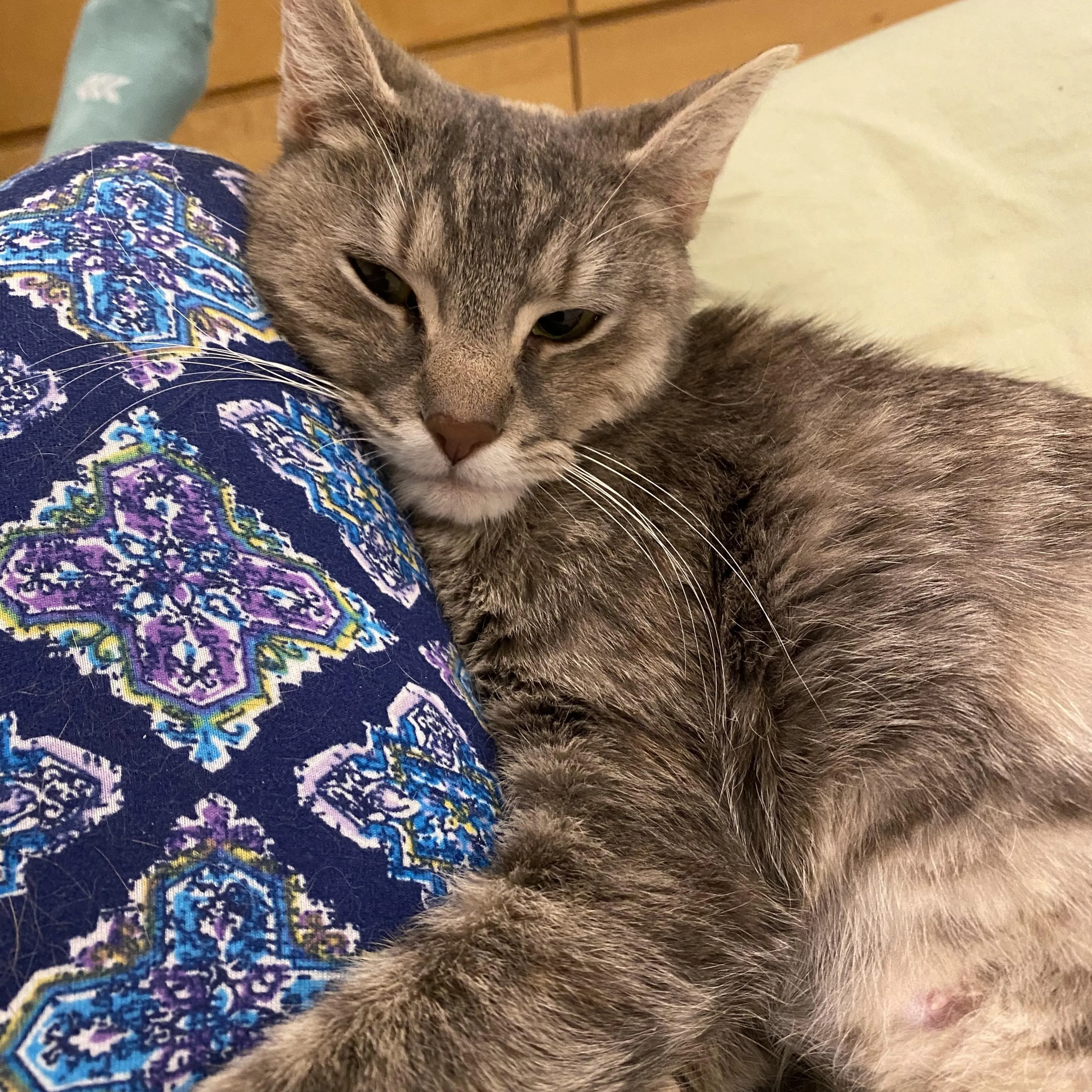 Found pet-5