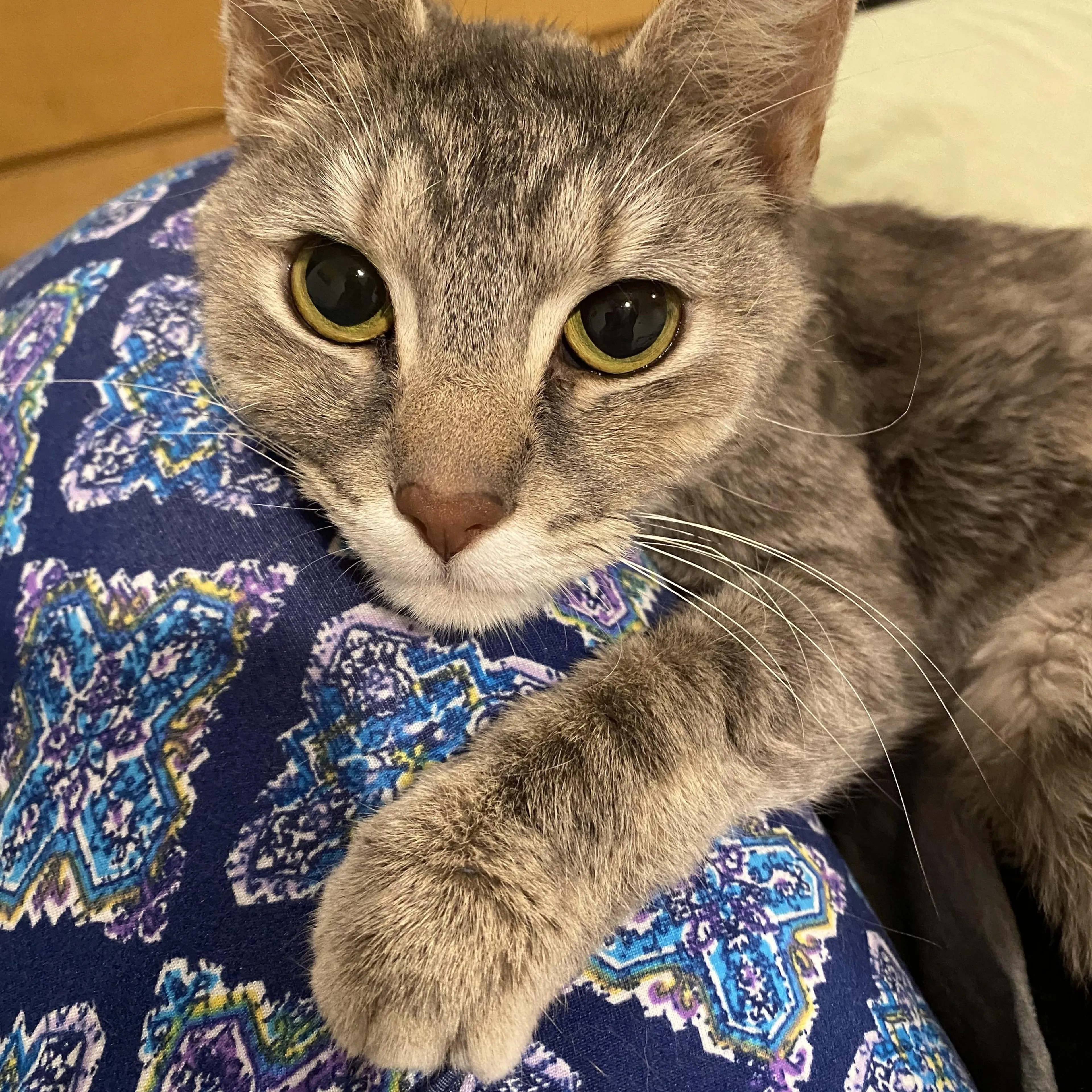 Found pet-0