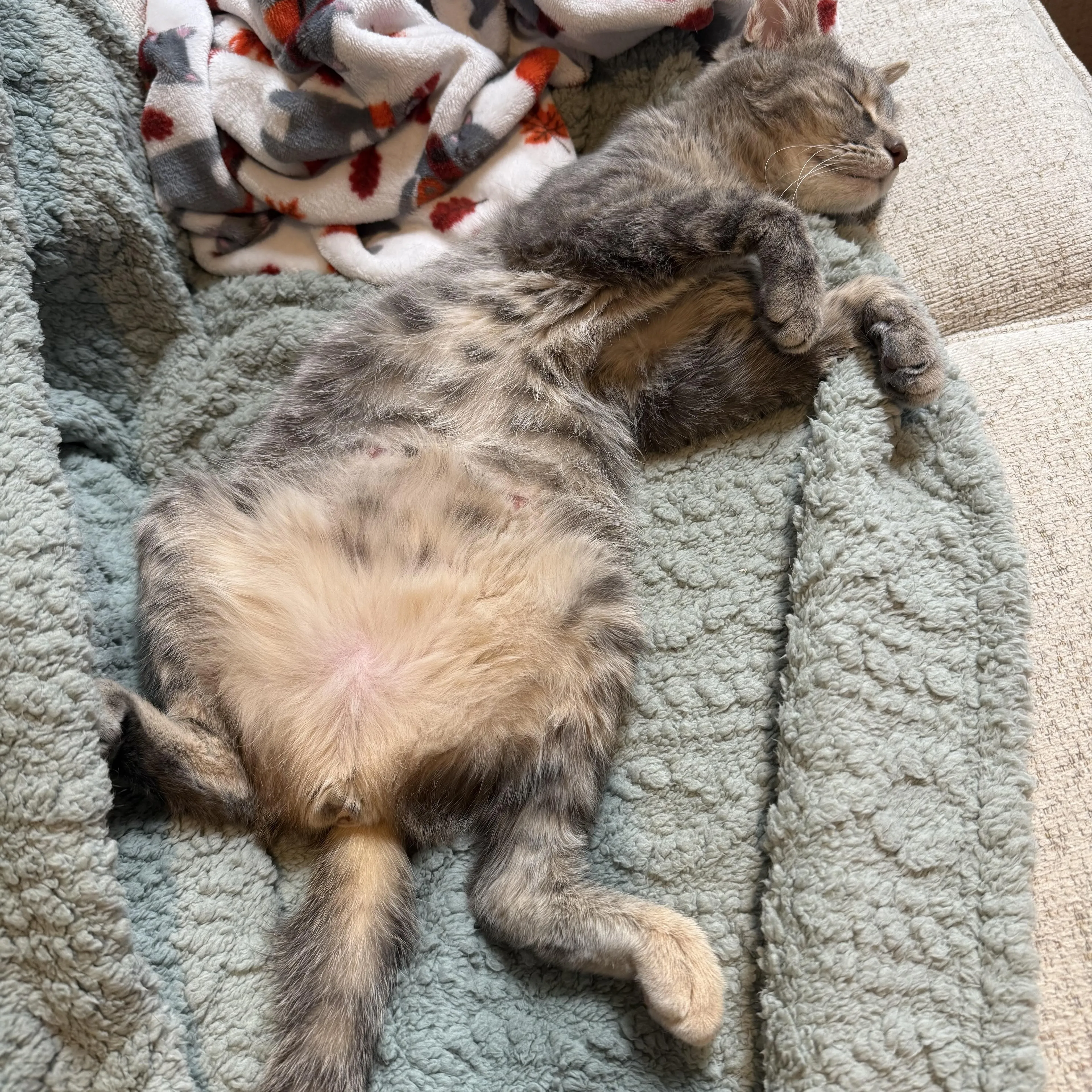 Found pet-3