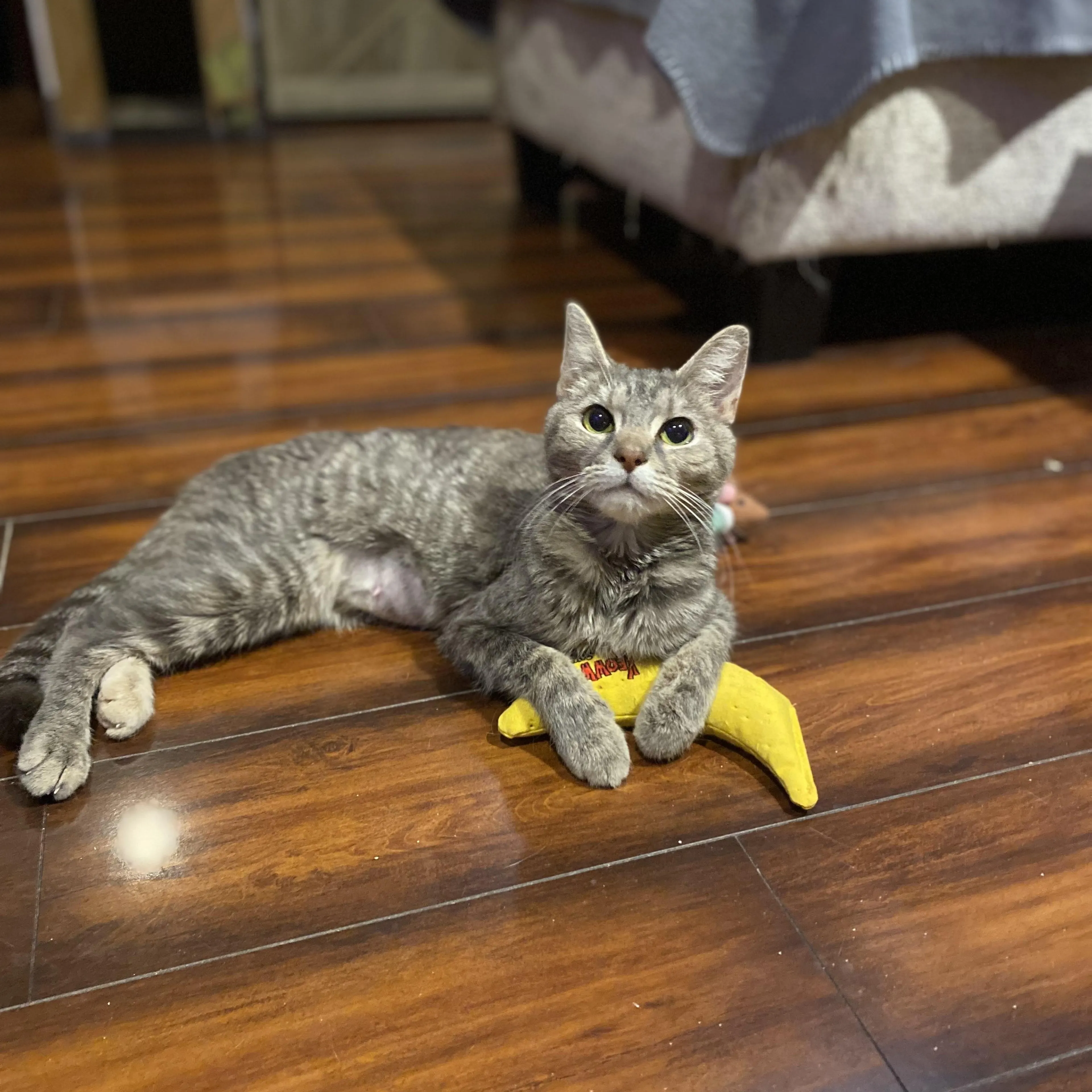 Found pet-1