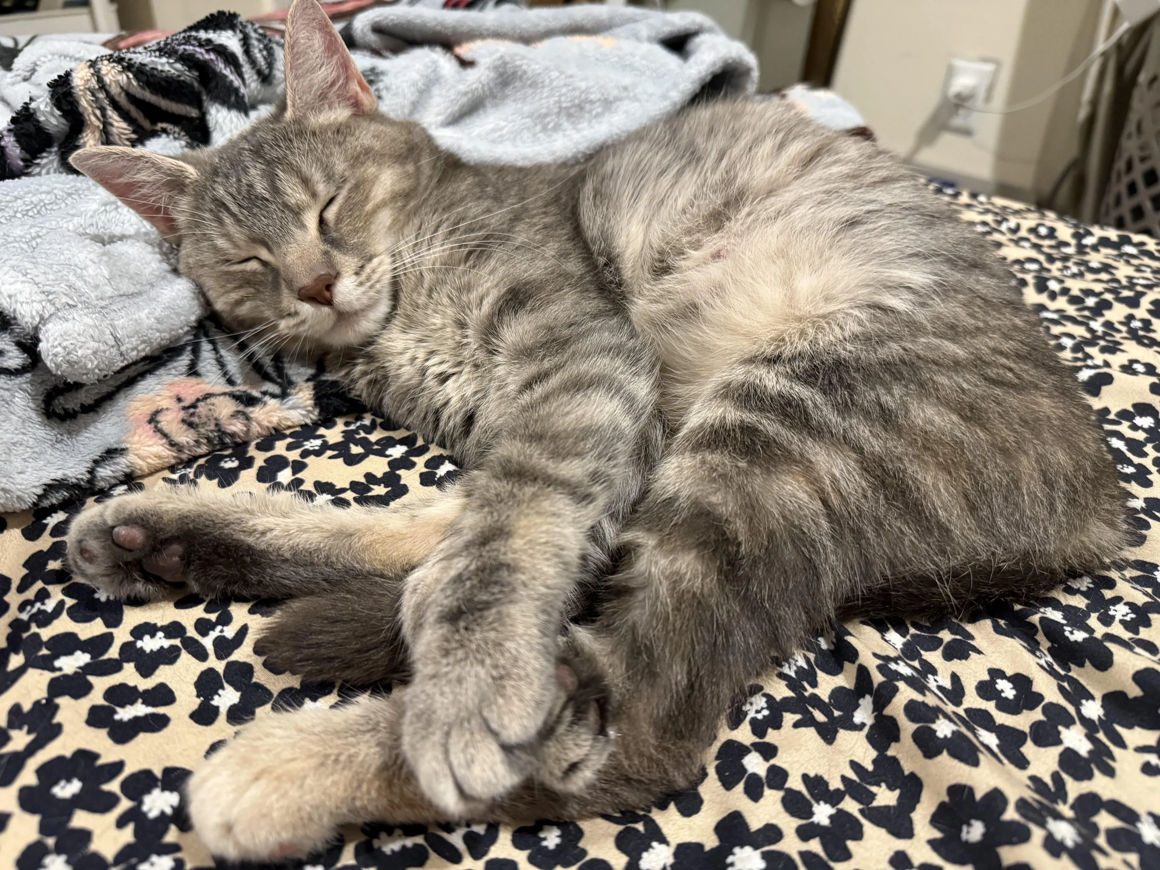 Found pet-2