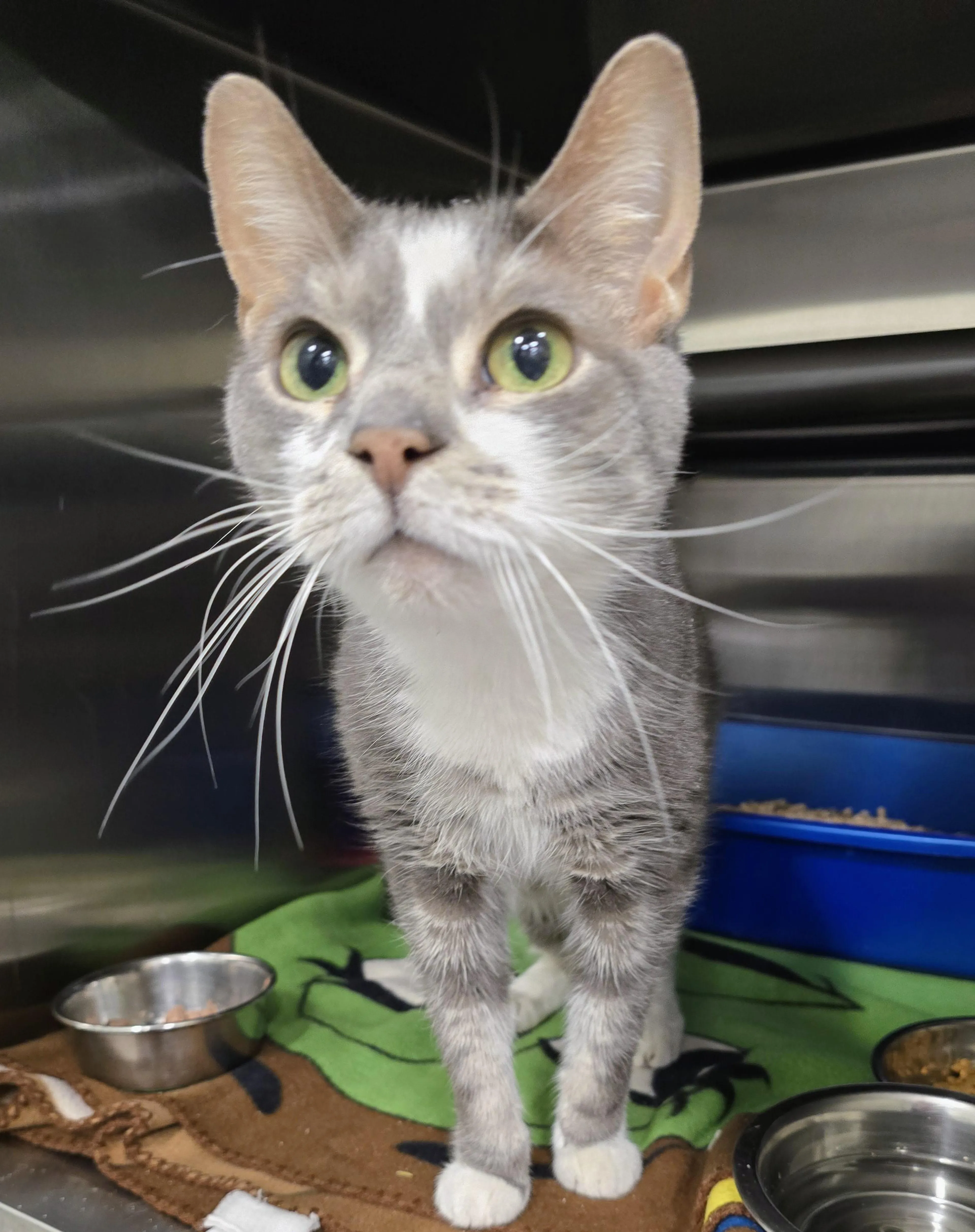 Found pet-1