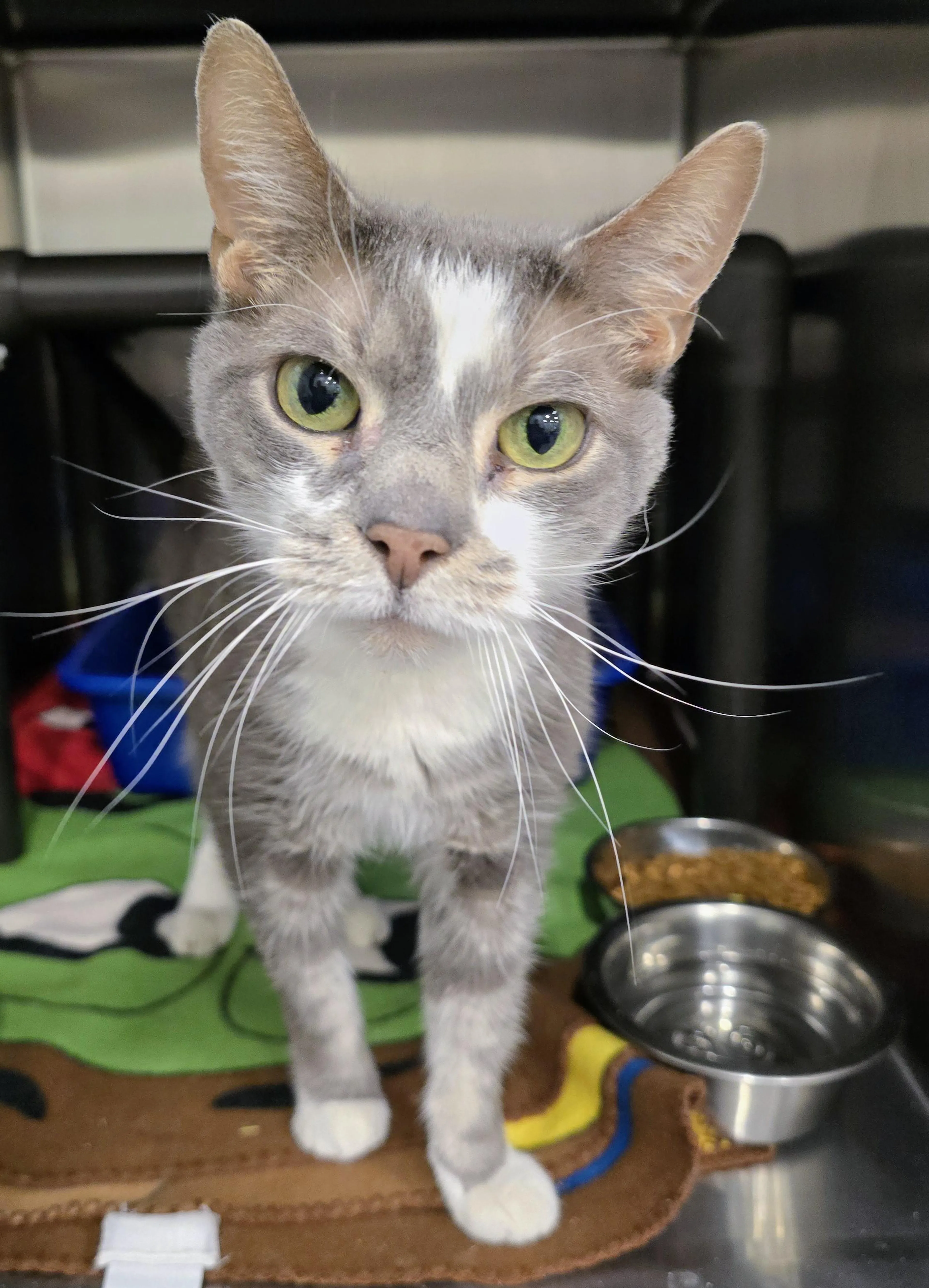 Found pet-2
