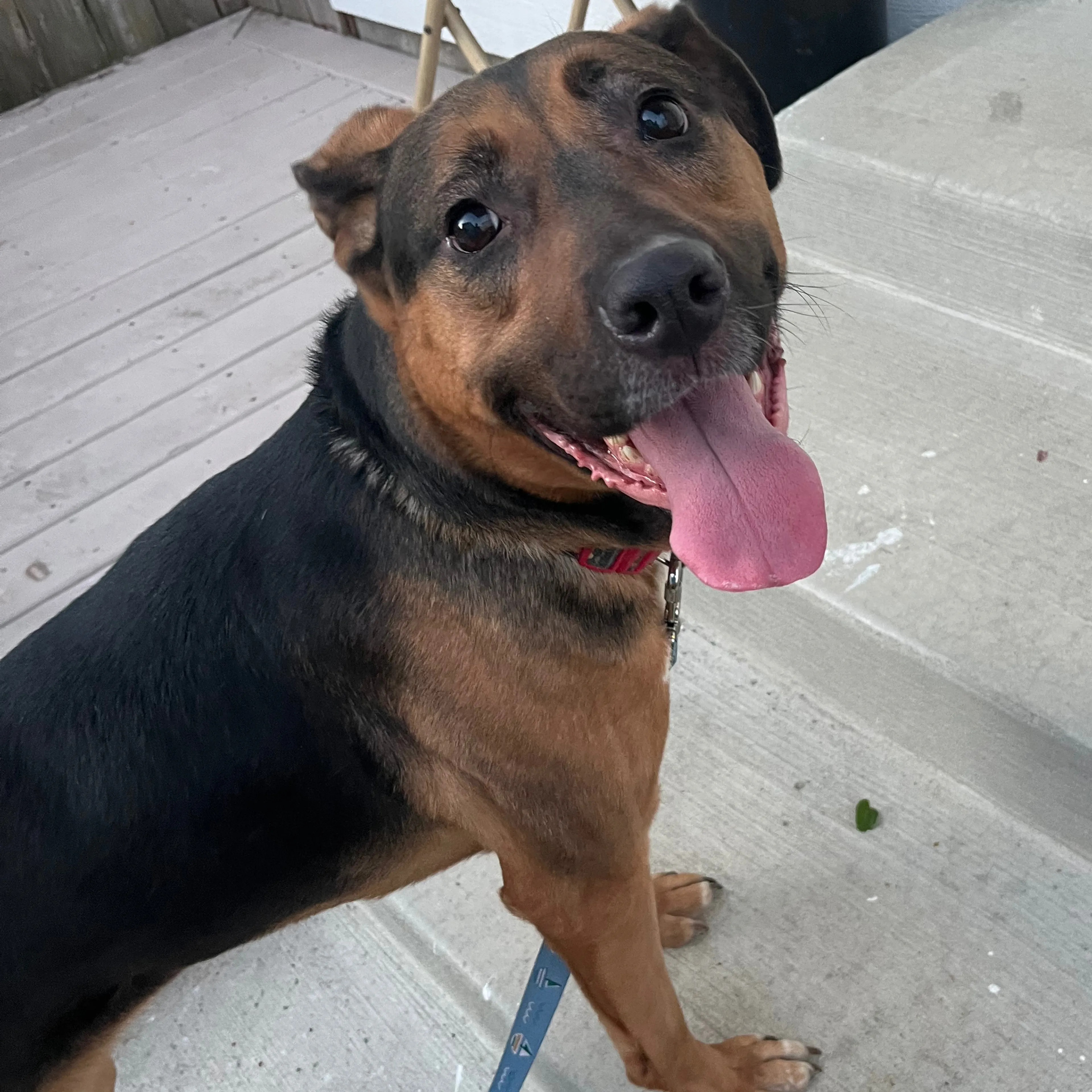 Found pet-1