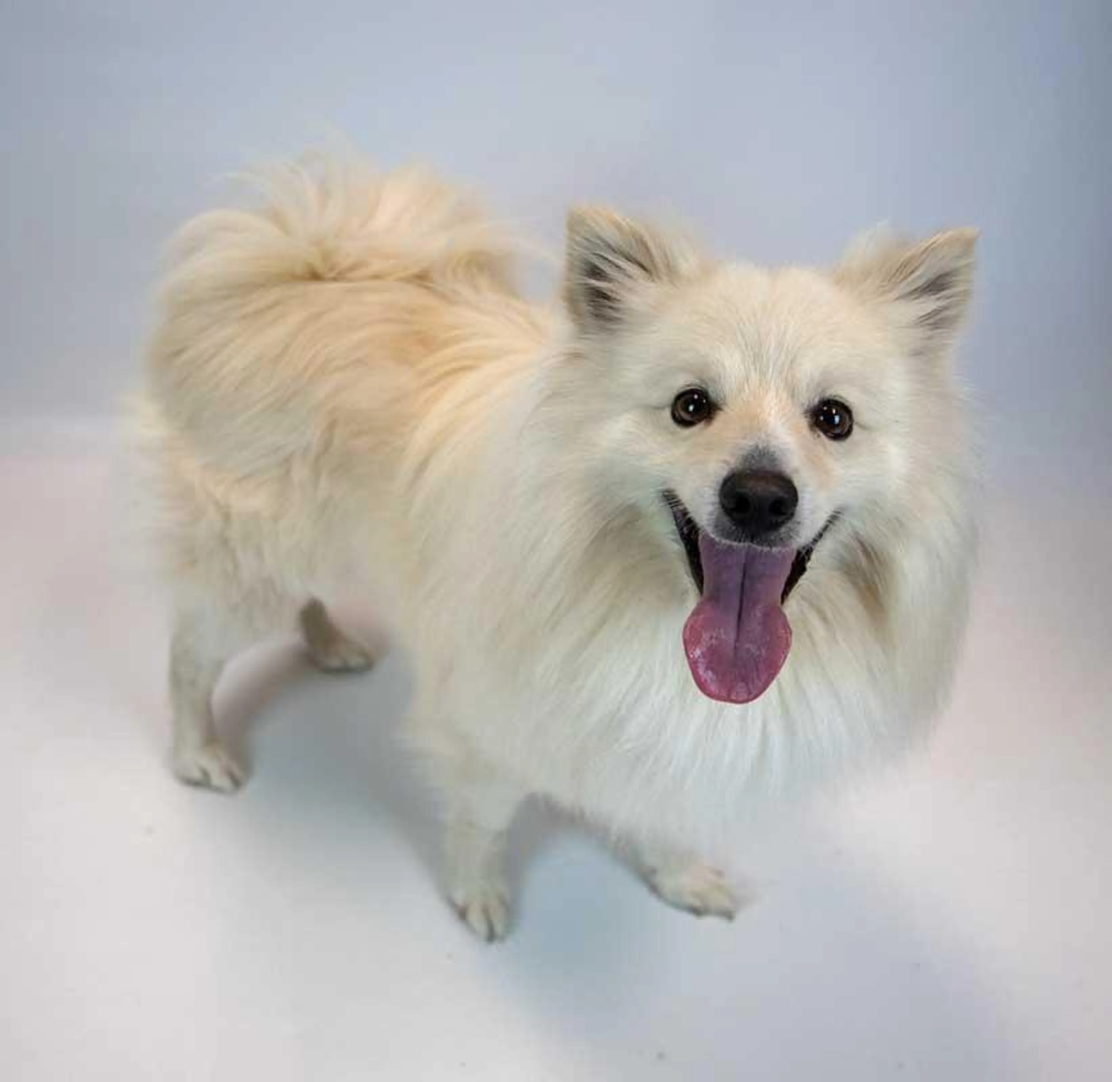 Found pet-1