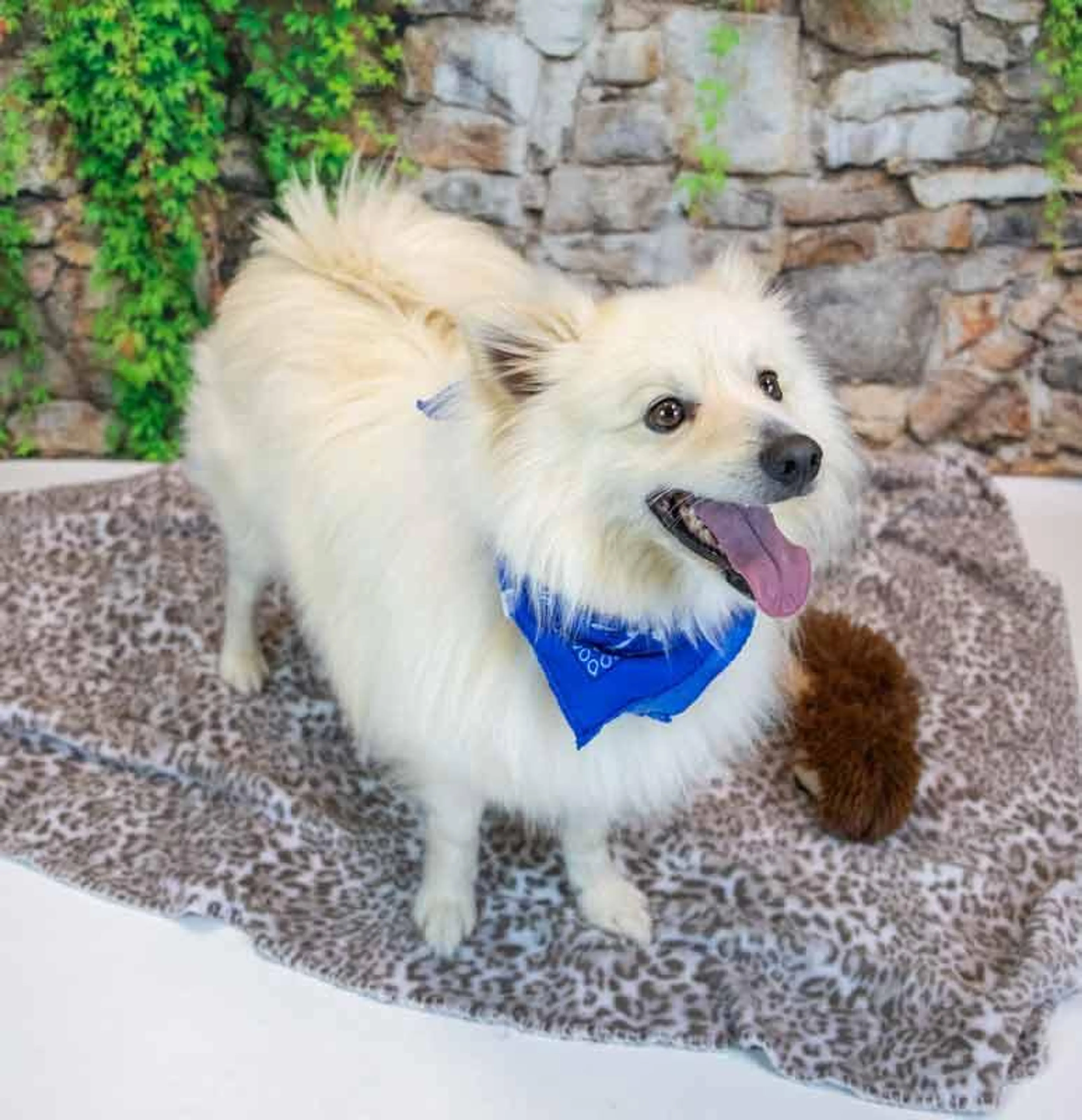 Found pet-4