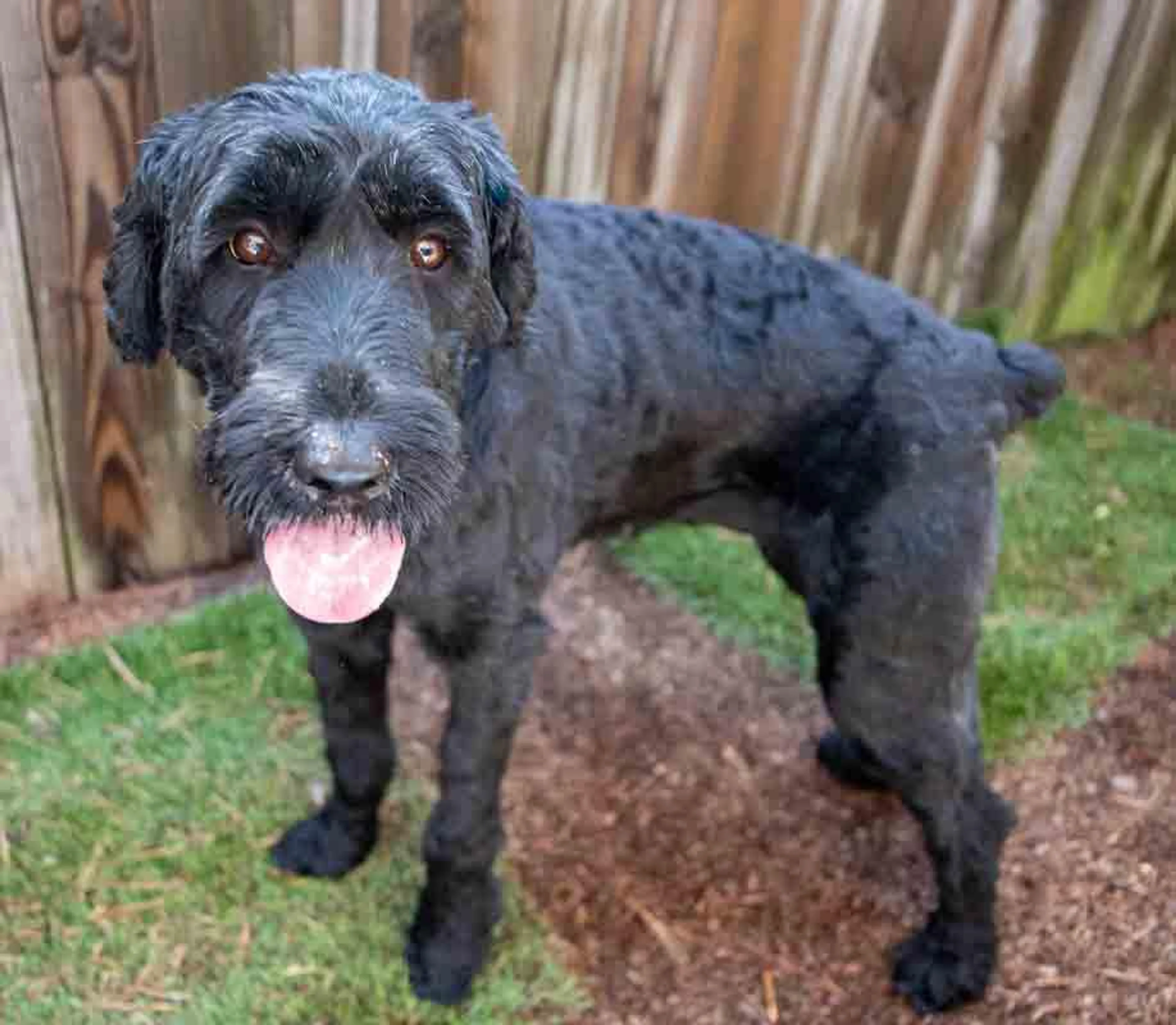 Found pet-5