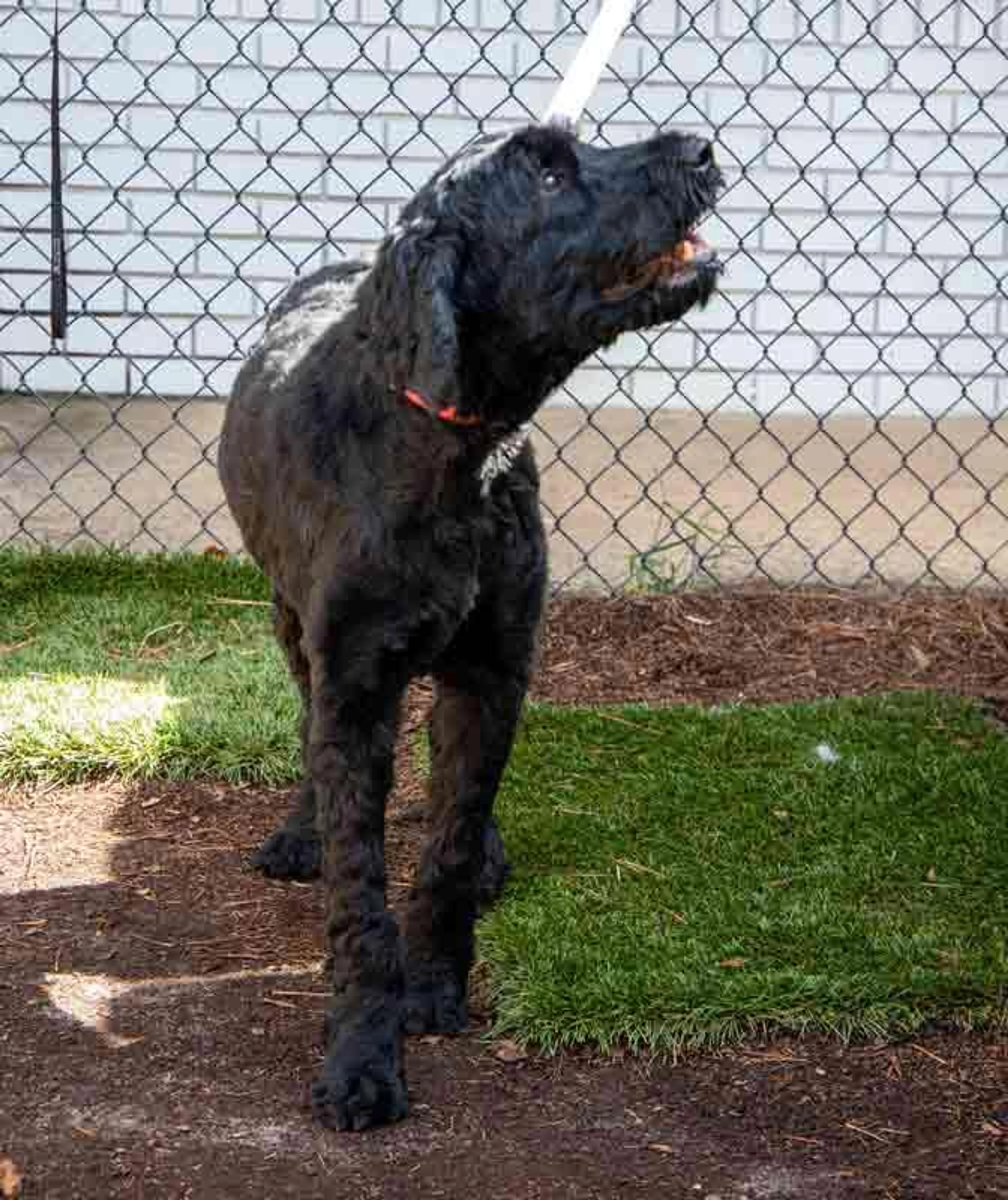 Found pet-3