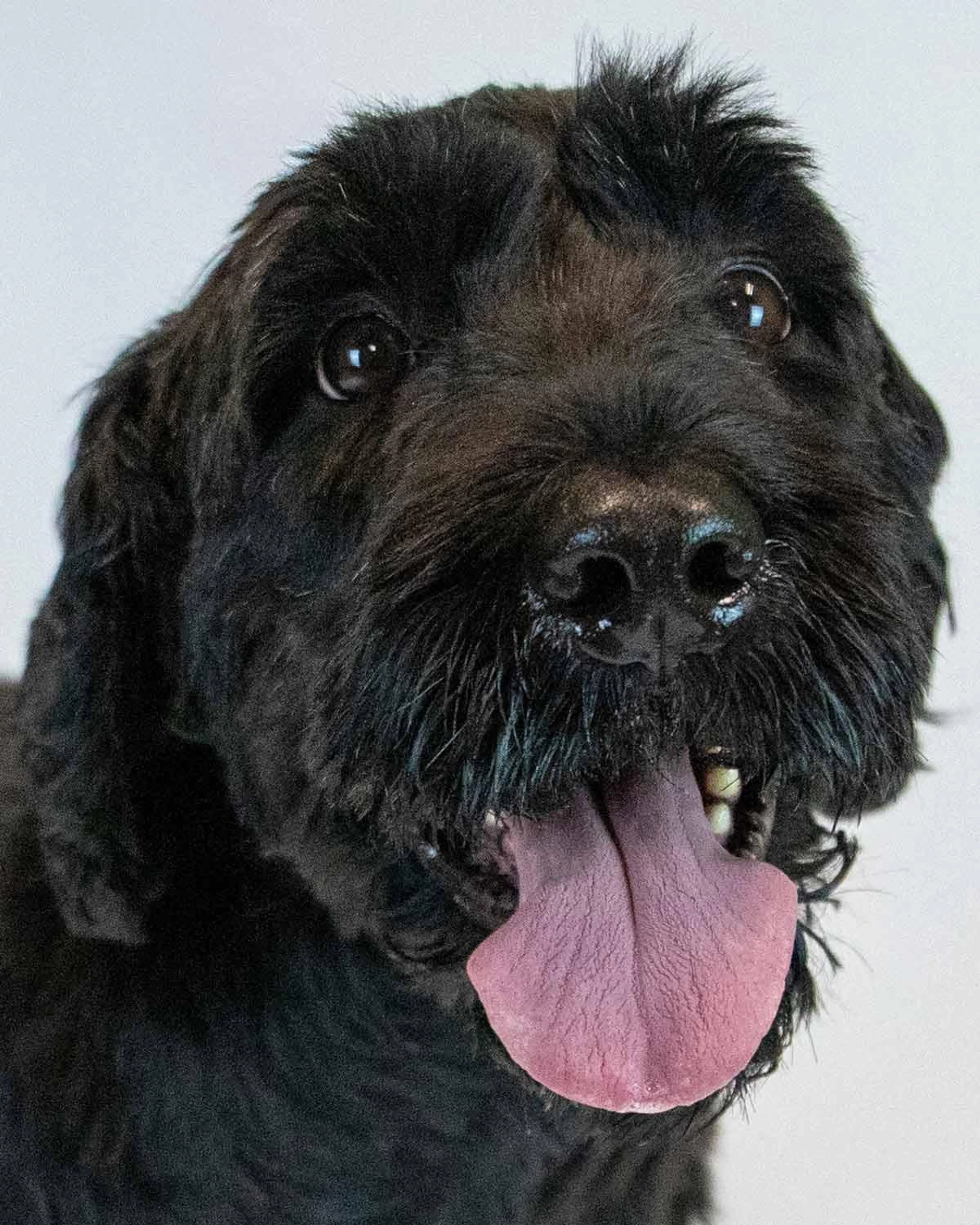 Found pet-1