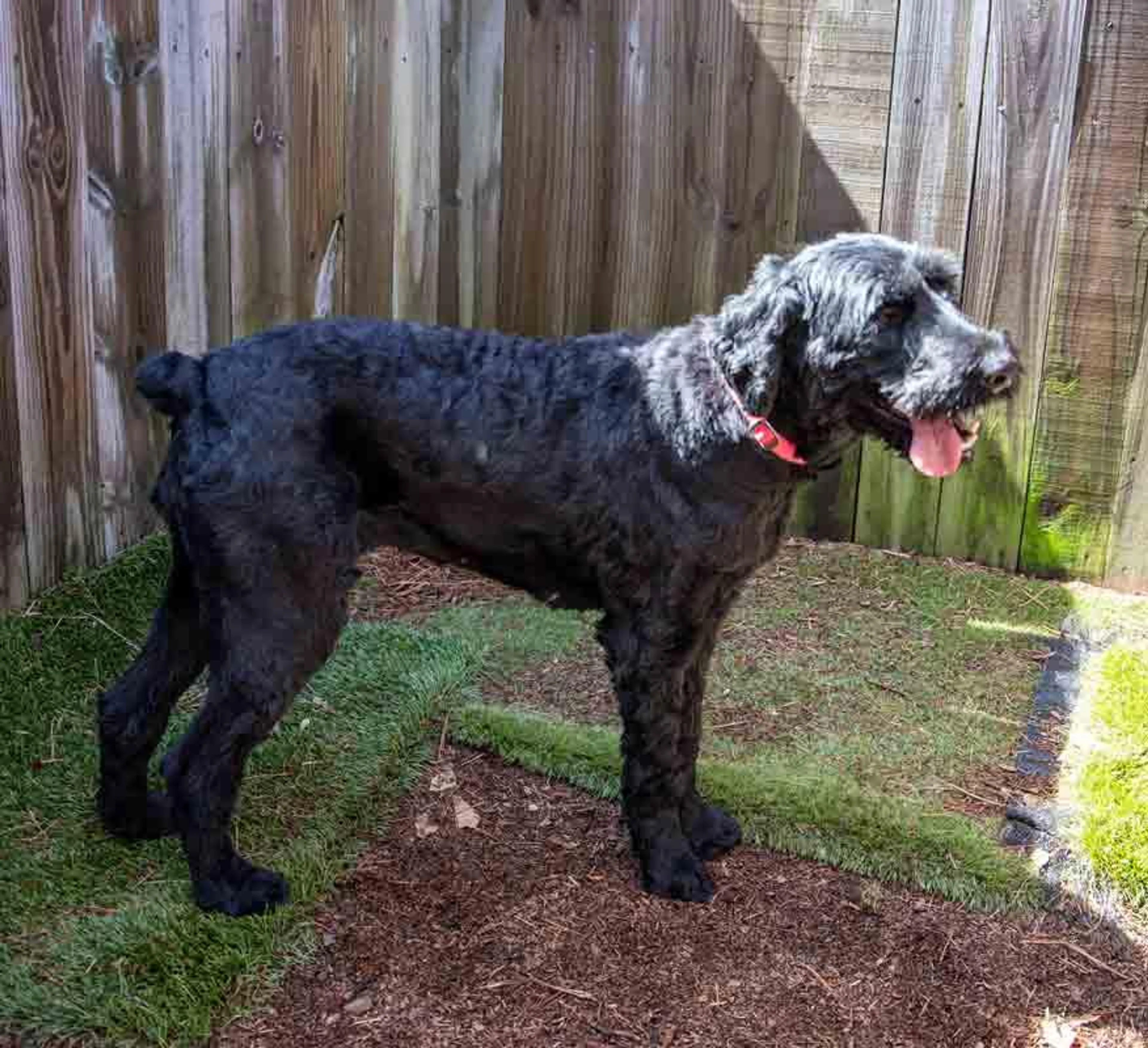 Found pet-4