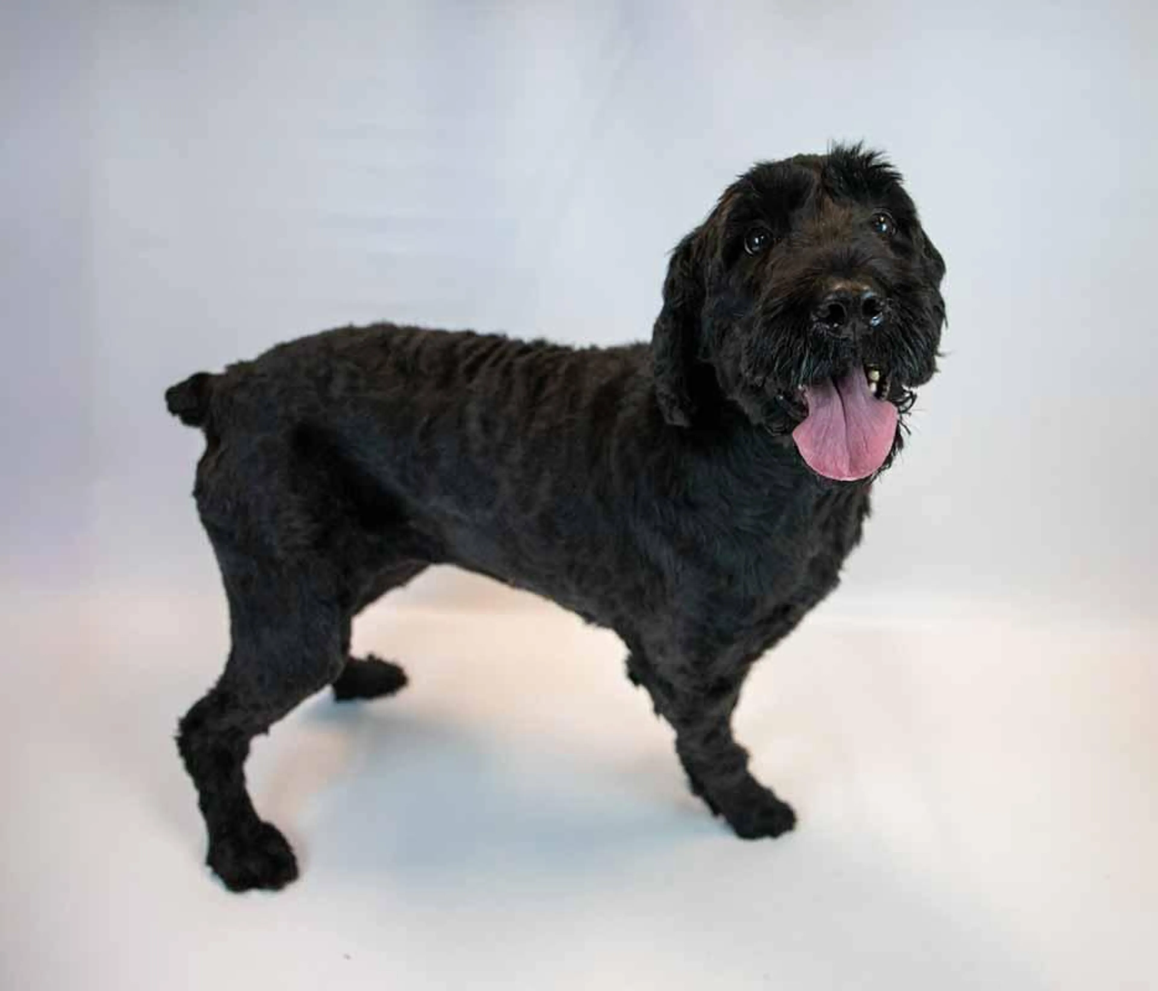 Found pet-2
