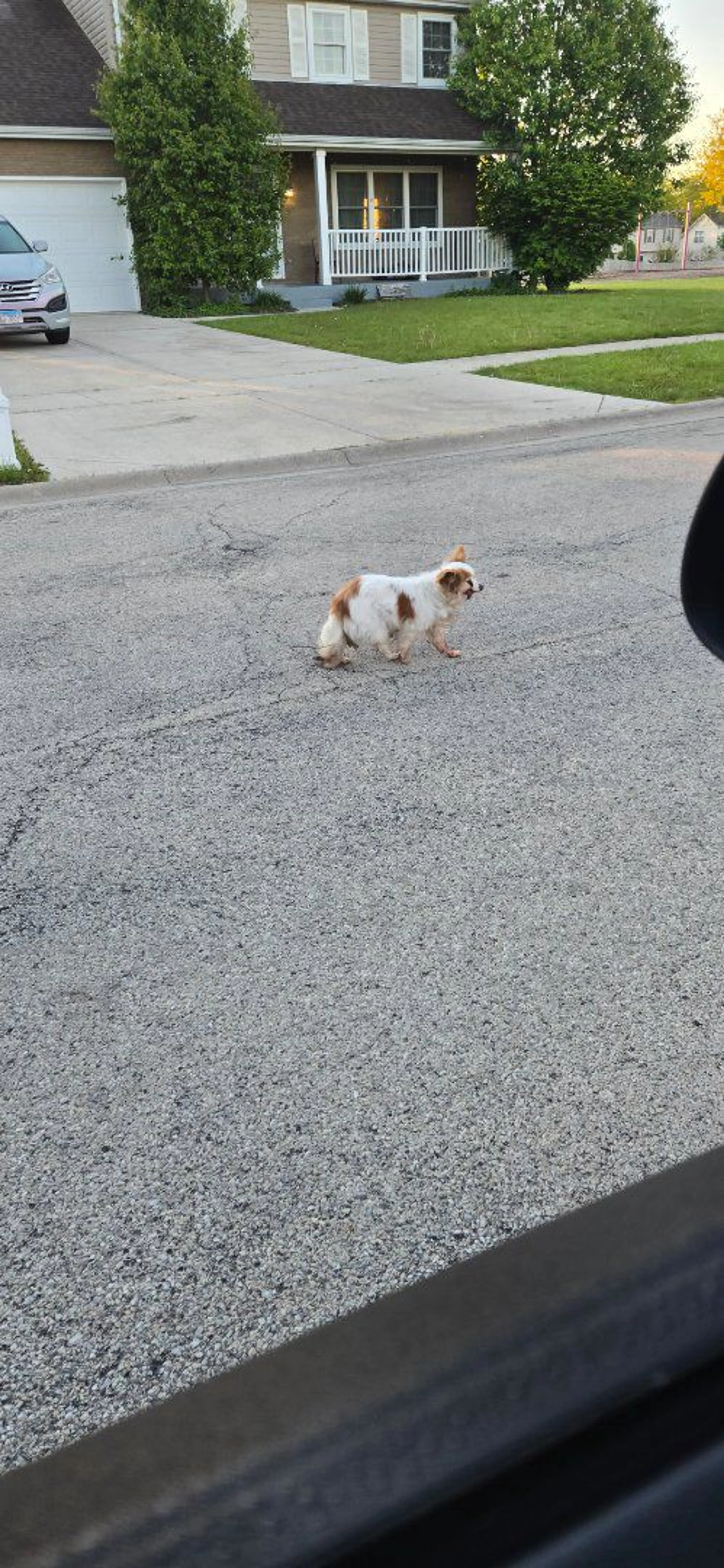 Lost pet