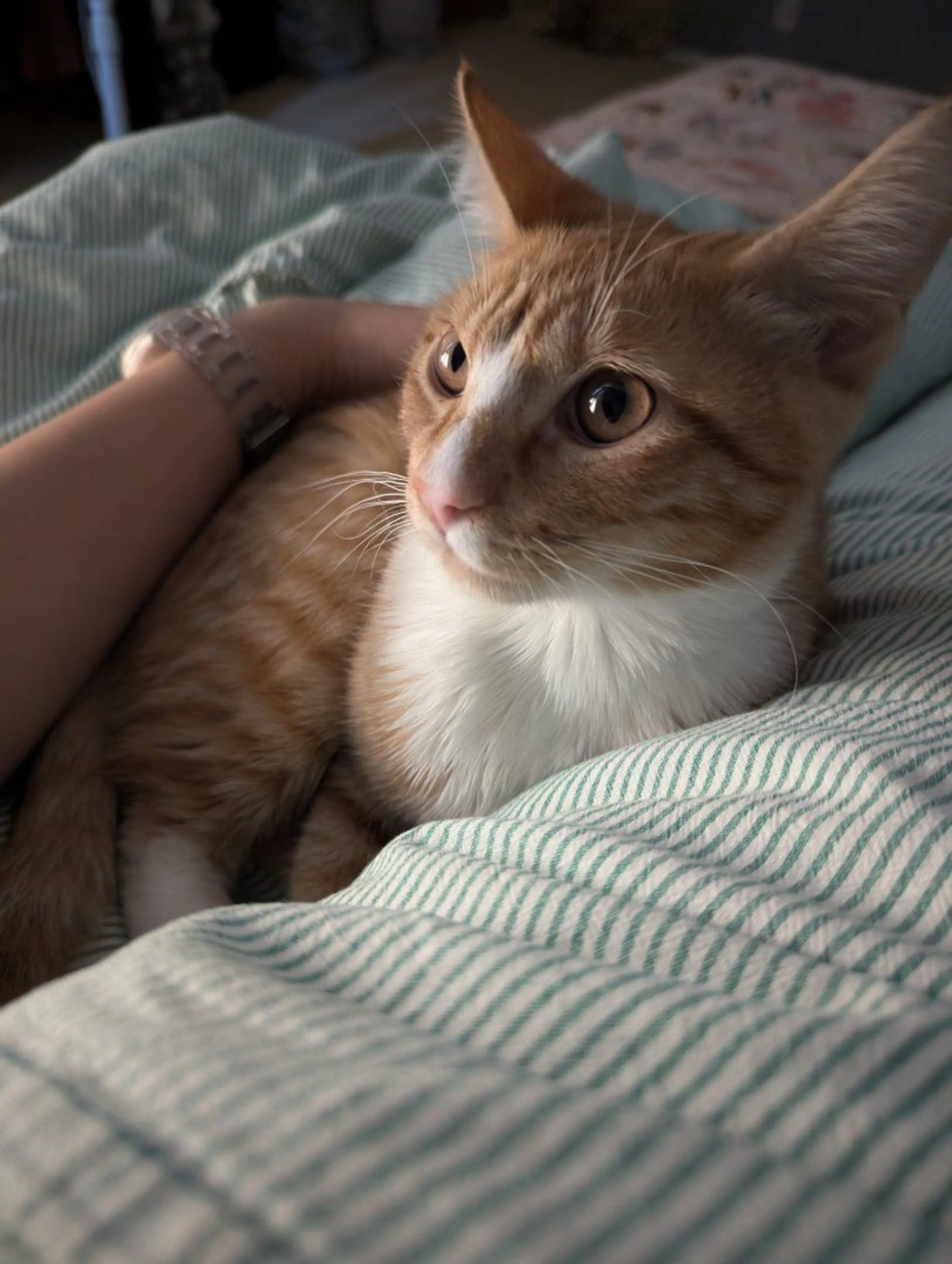Lost pet-3