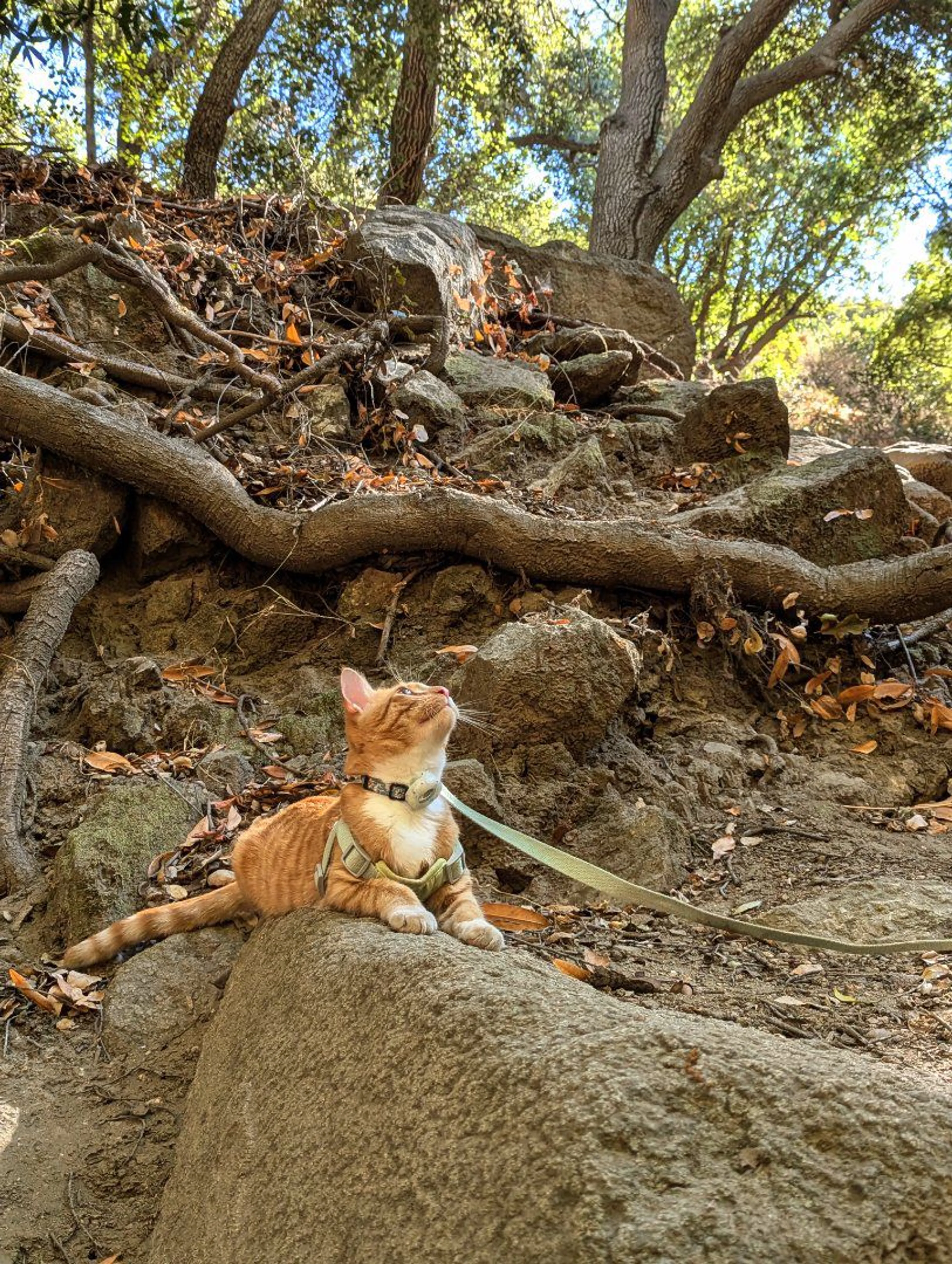 Lost pet-2