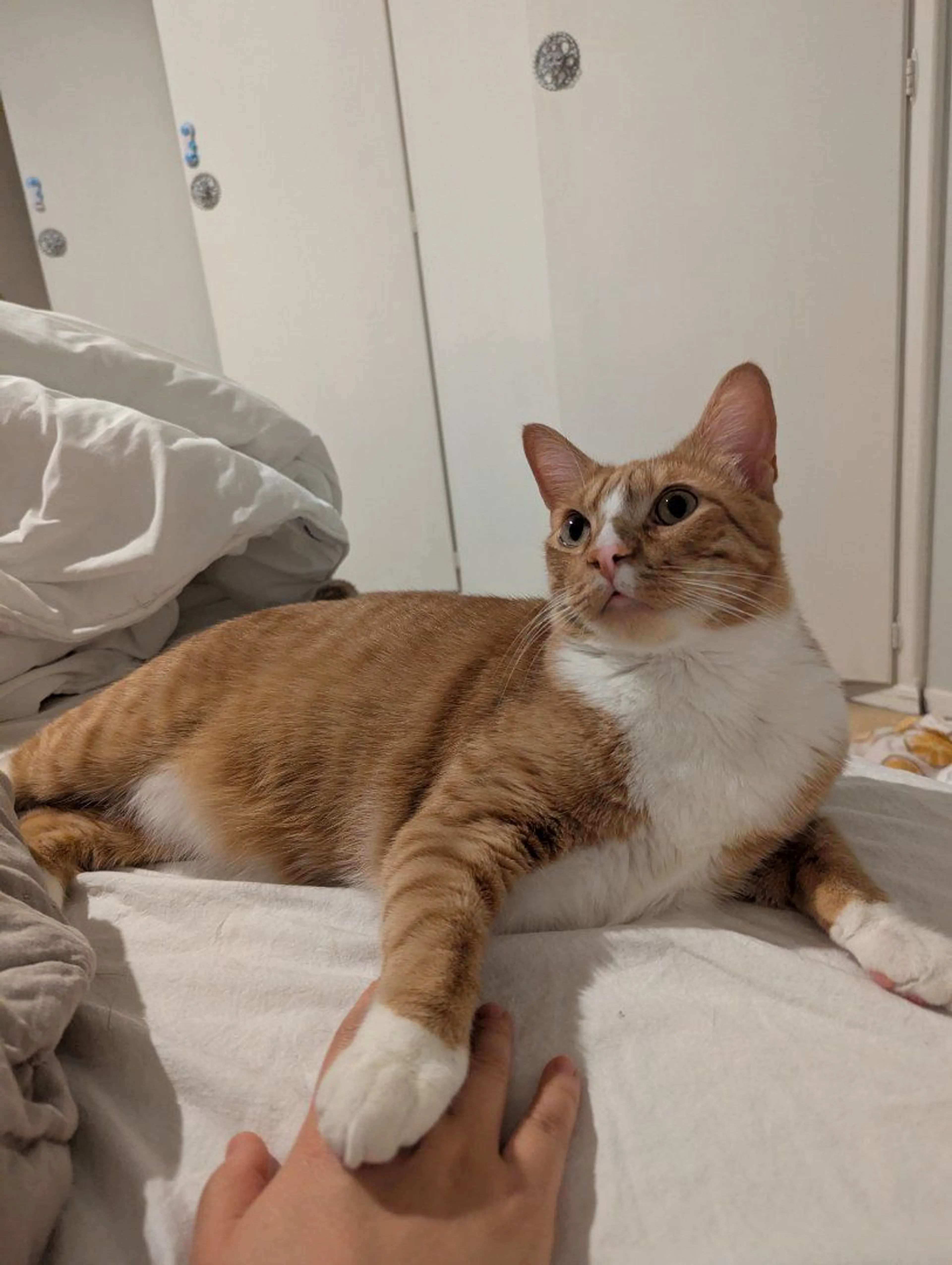 Lost pet-1