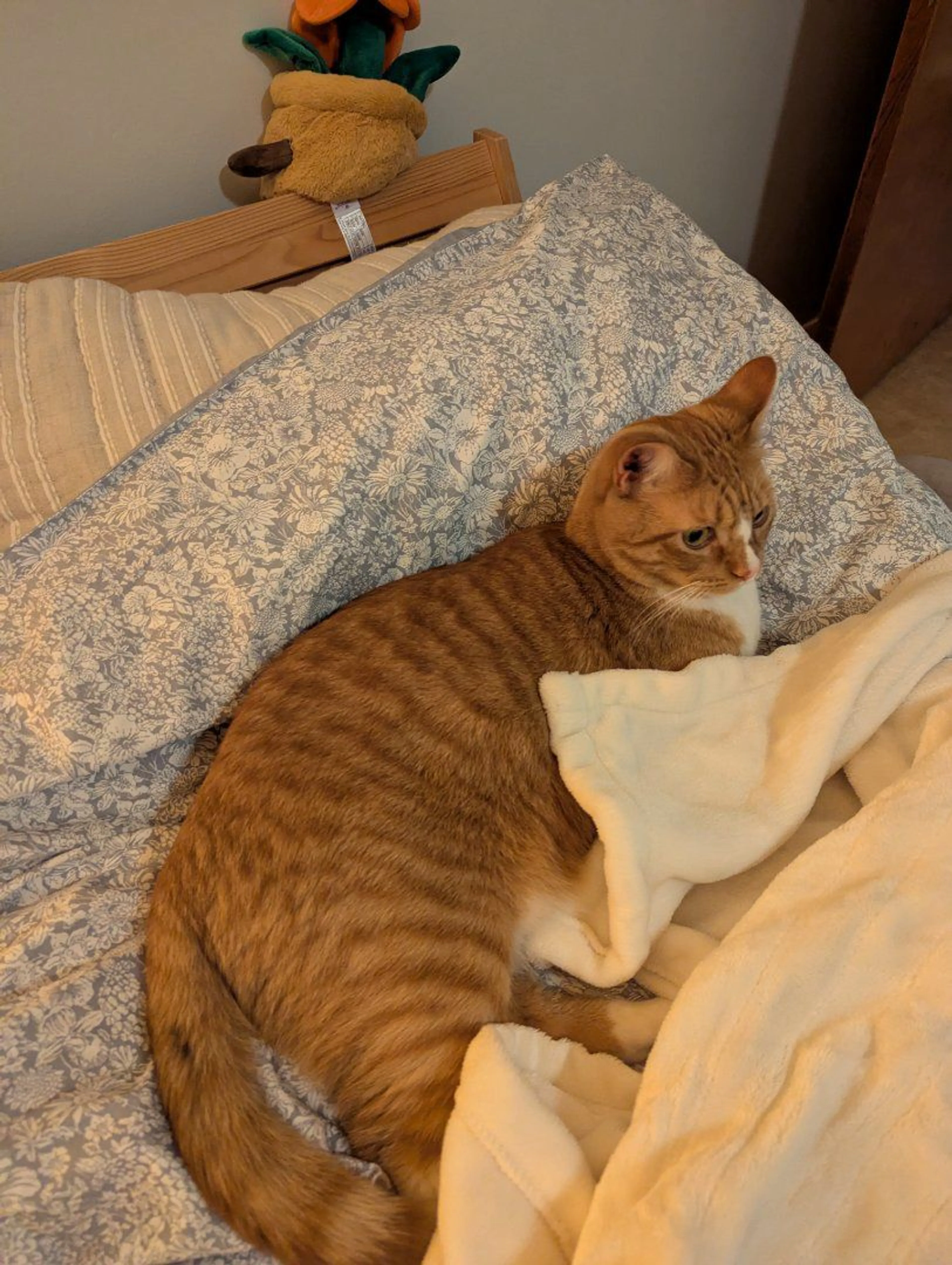 Lost pet-0