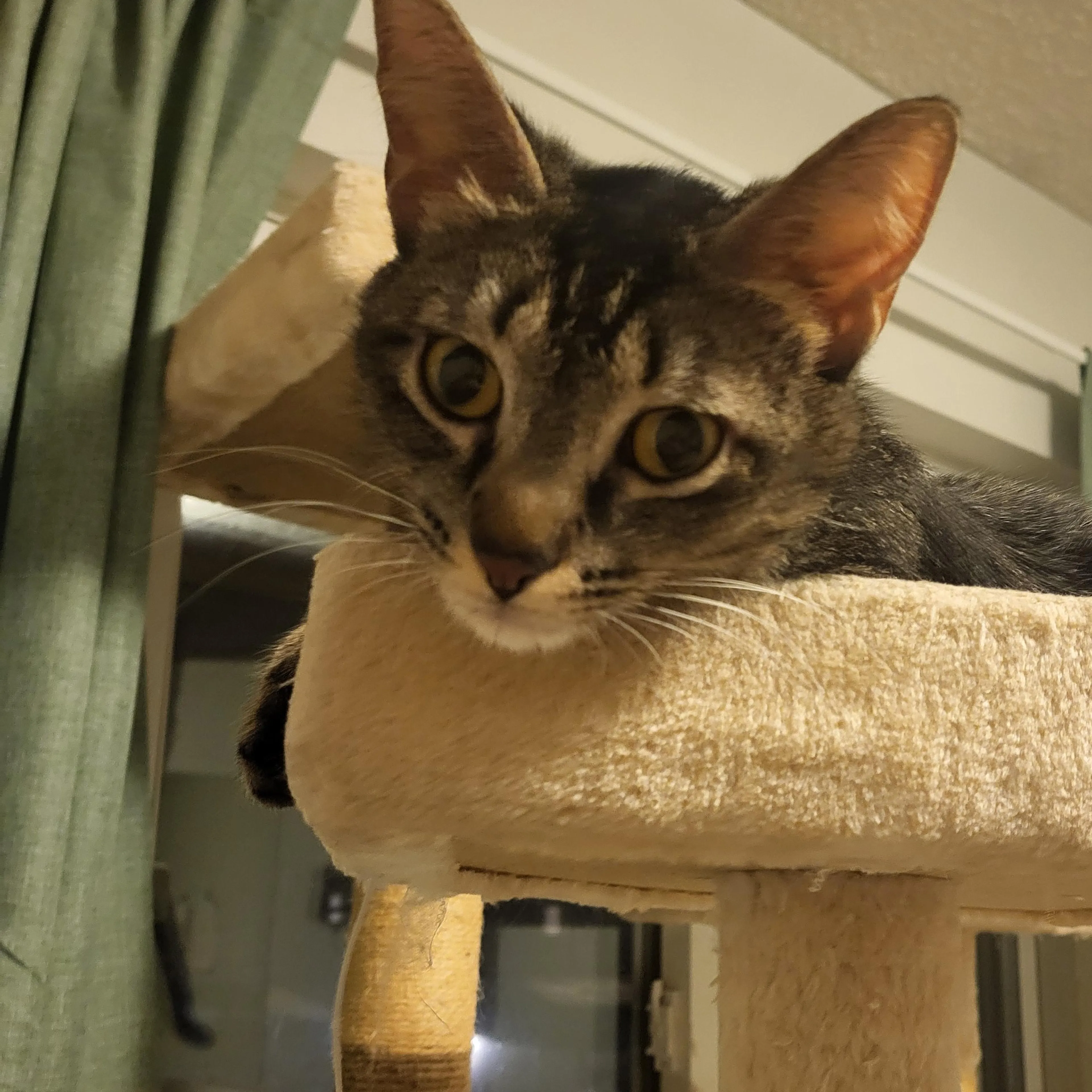 Found pet-2