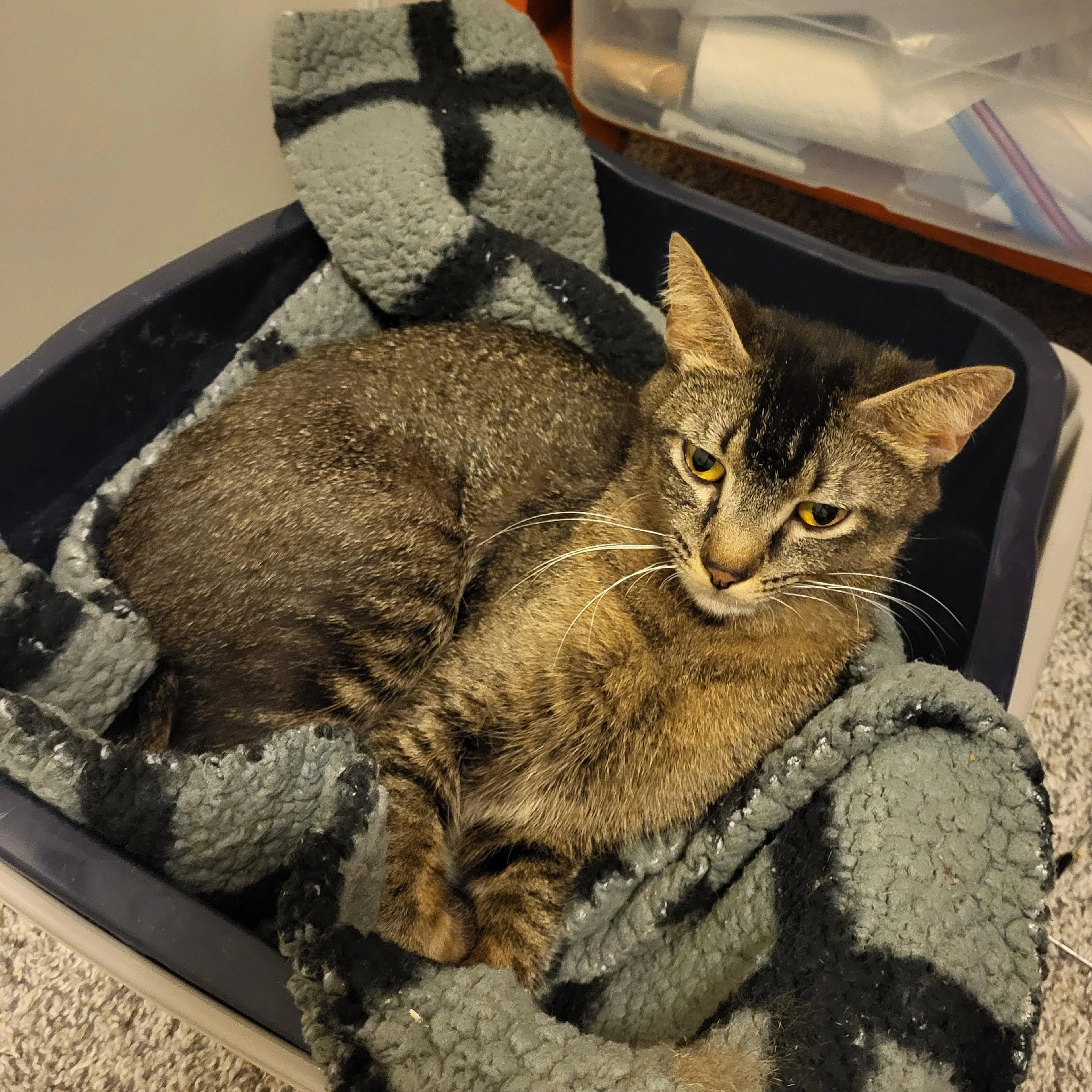 Found pet-1