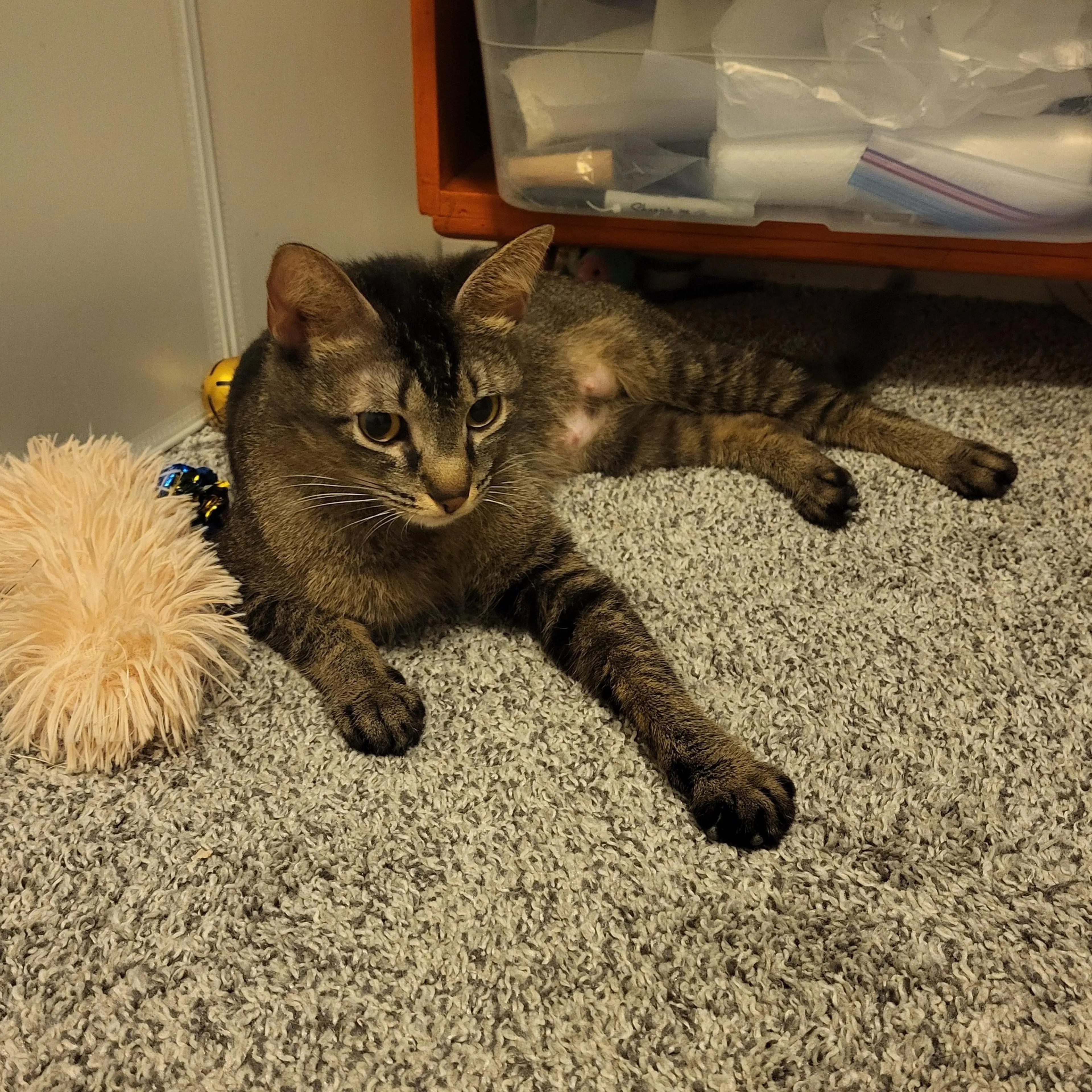 Found pet-4