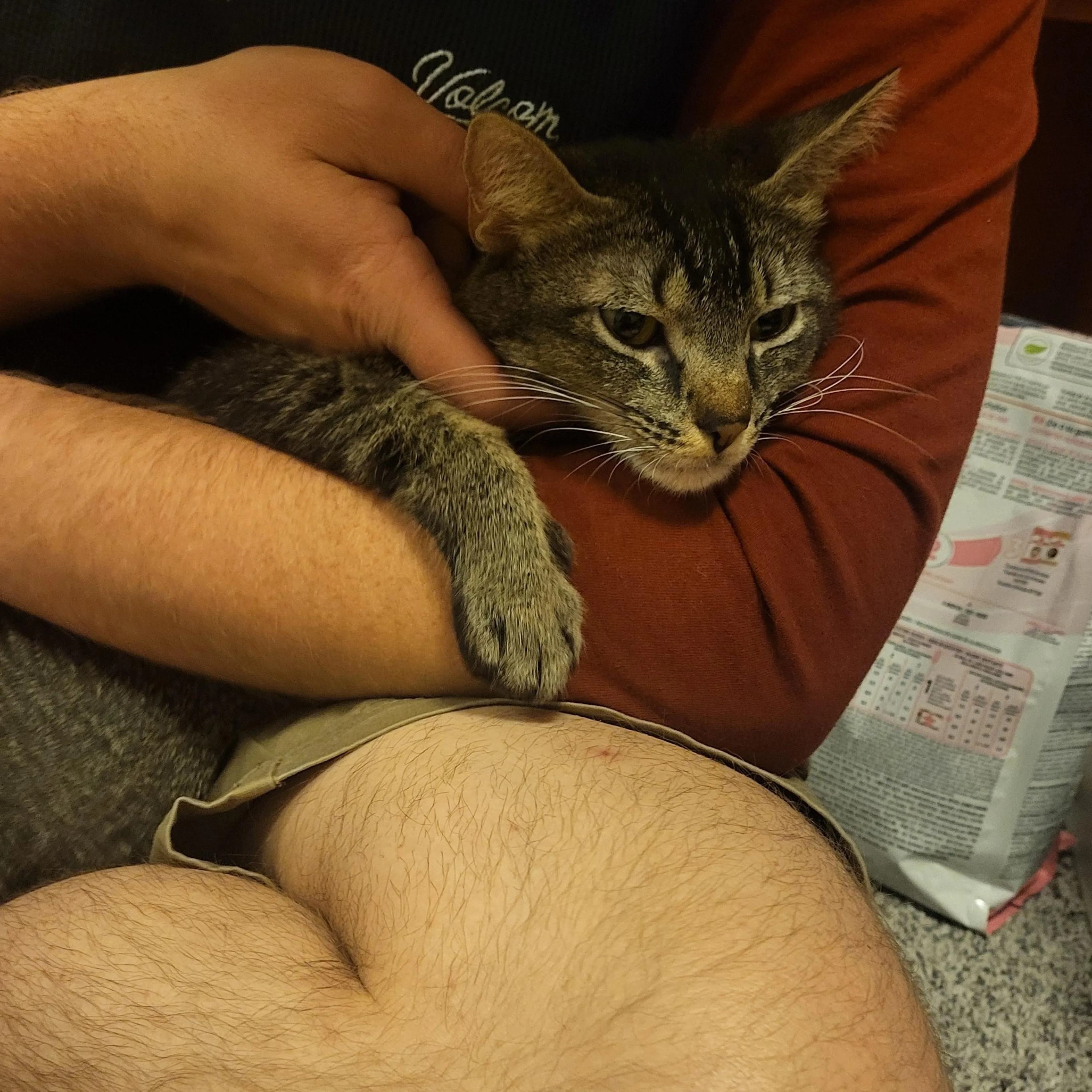 Found pet-3